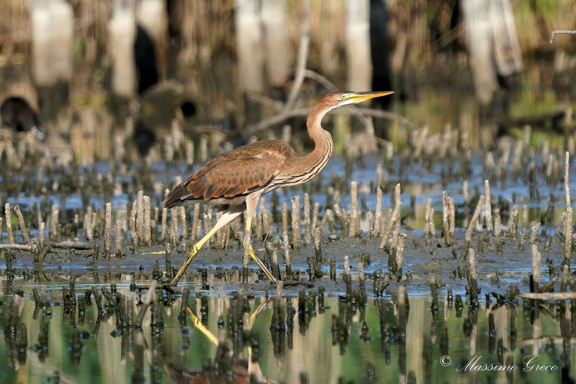 Airone rosso (Ardea purpurea)