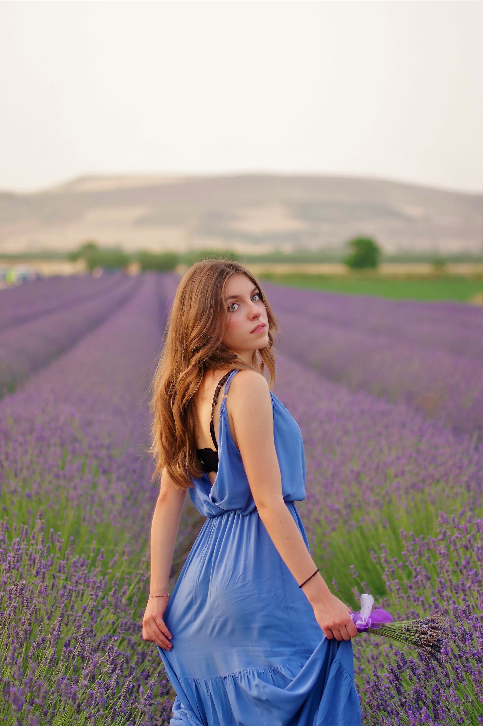lavanda field