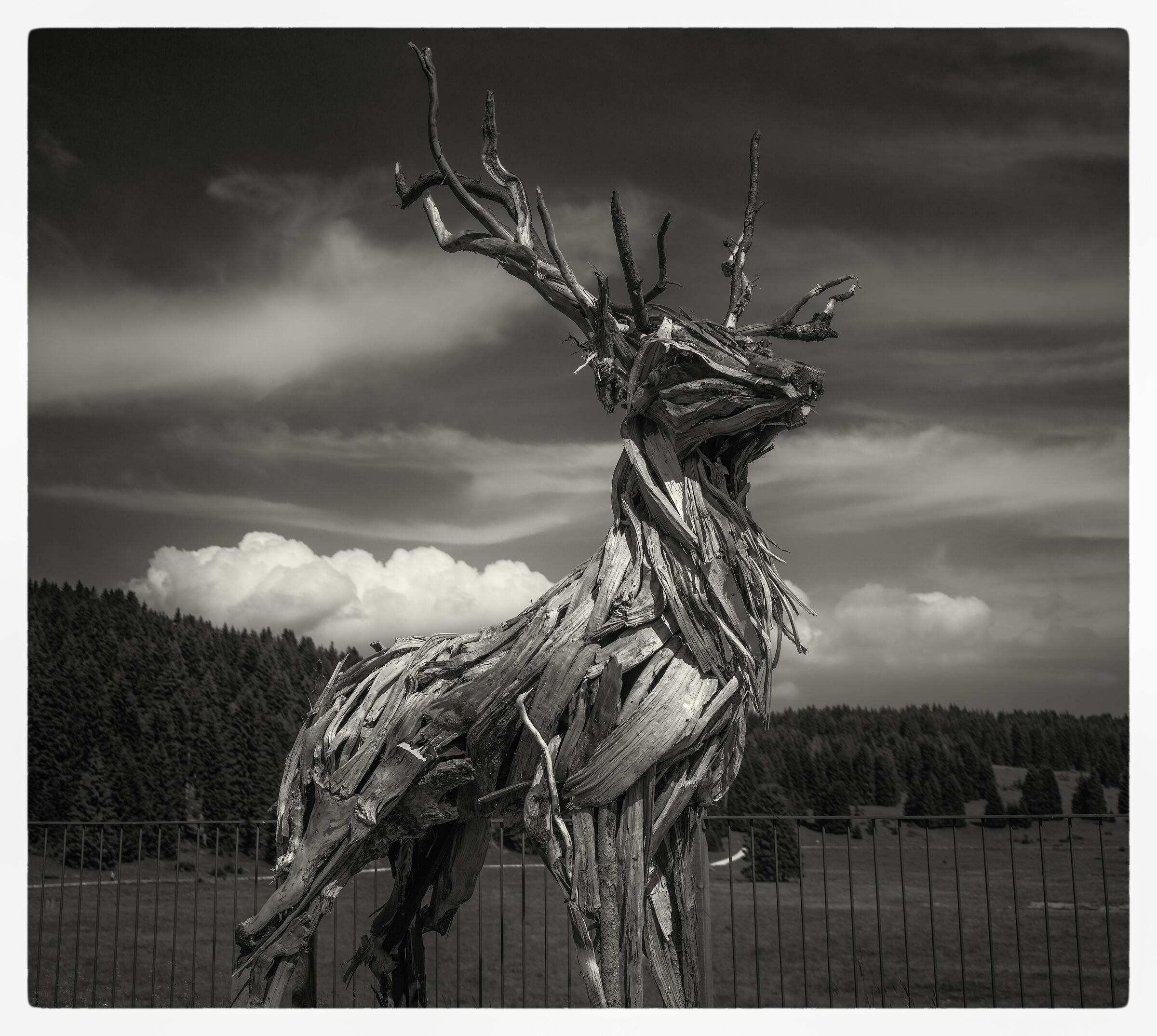 Cervo di Marco Martalar; Altopiano di Asiago