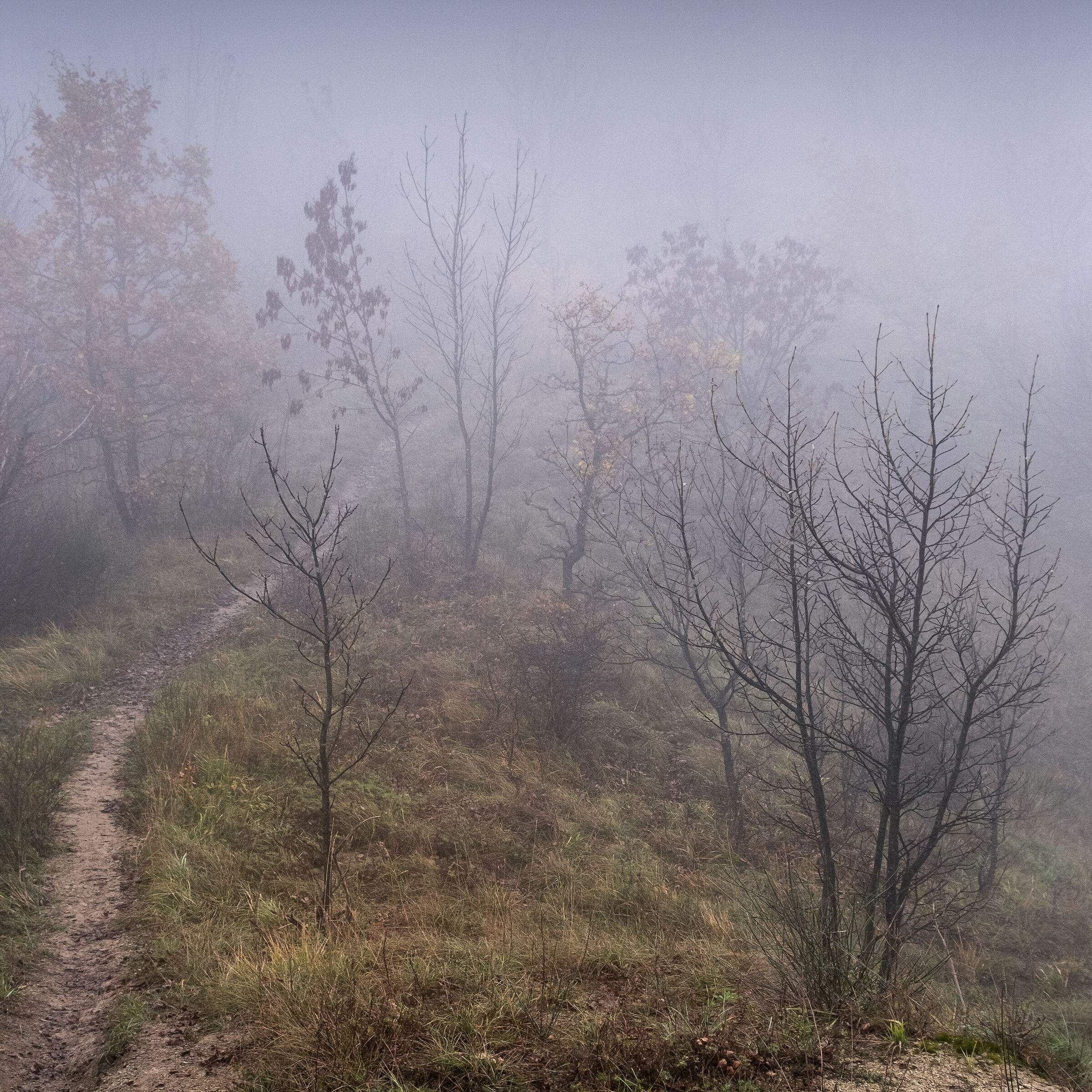 Nebbia in appennino (Arquata Scrivia)