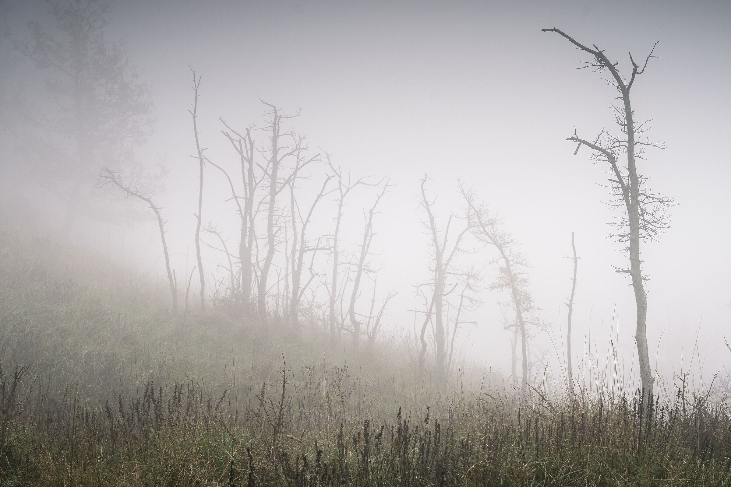 Radura nella nebbia (Arquata Scrivia)