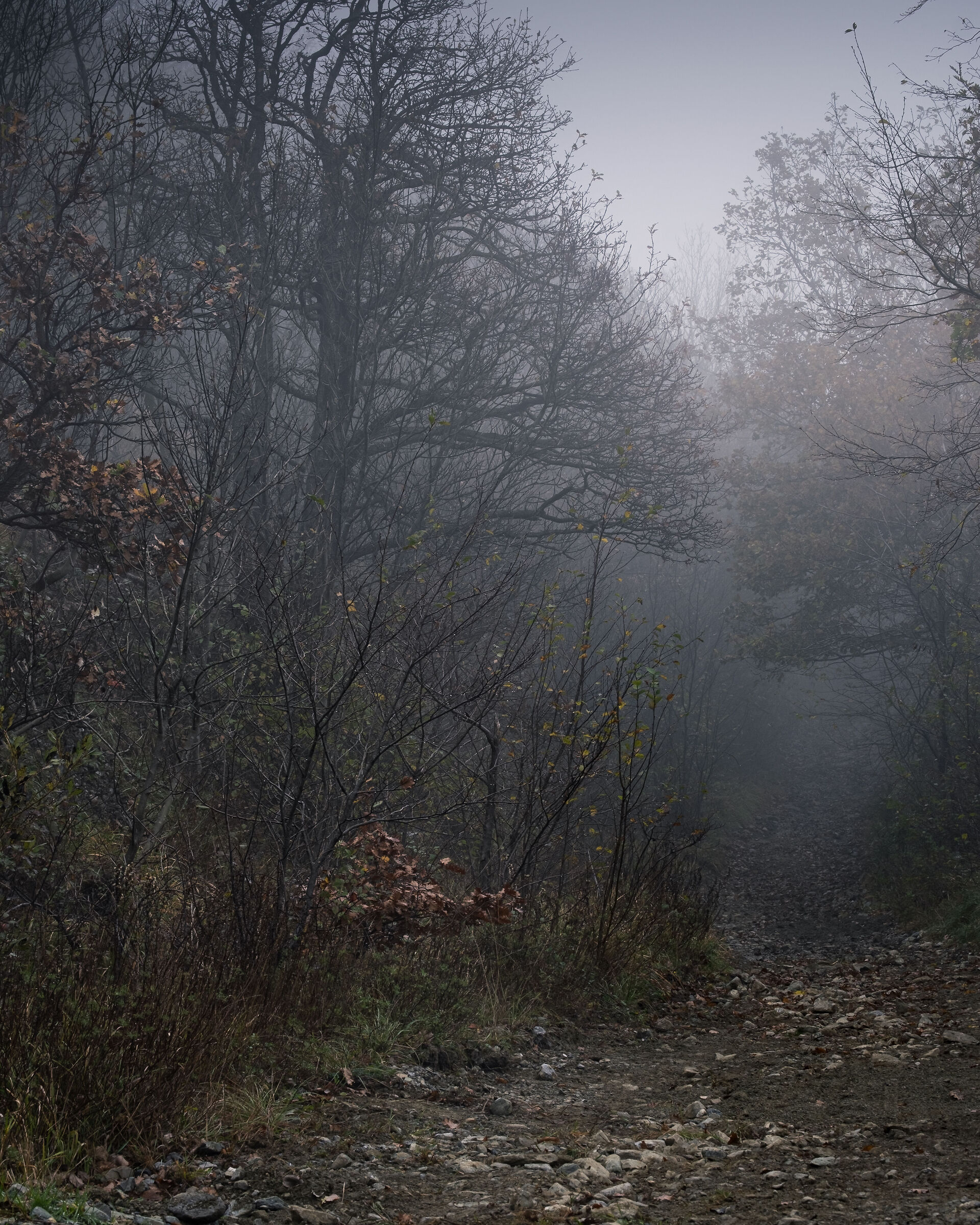 Sentiero tra i boschi di Borlasca