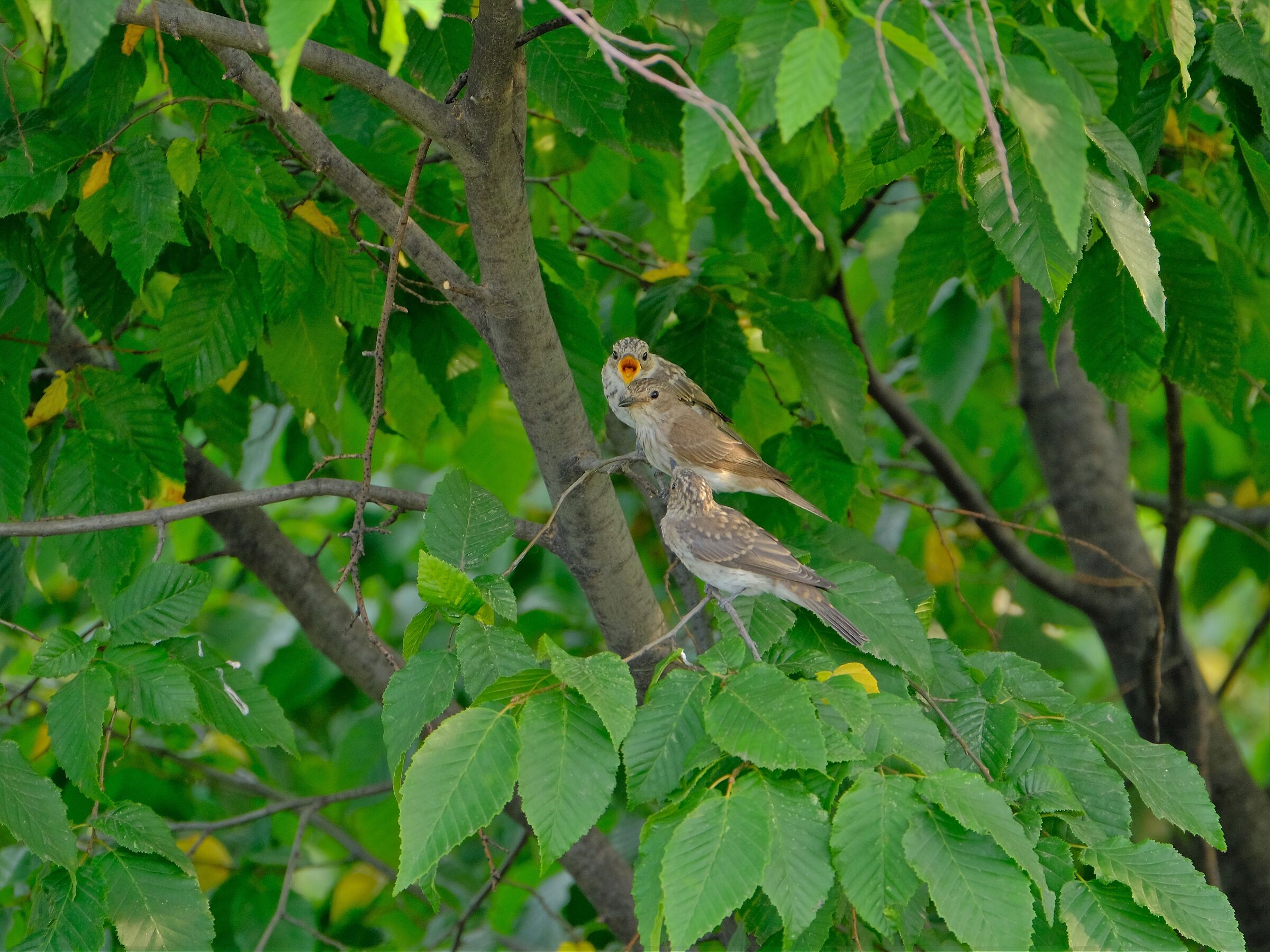 courtship; one too many.