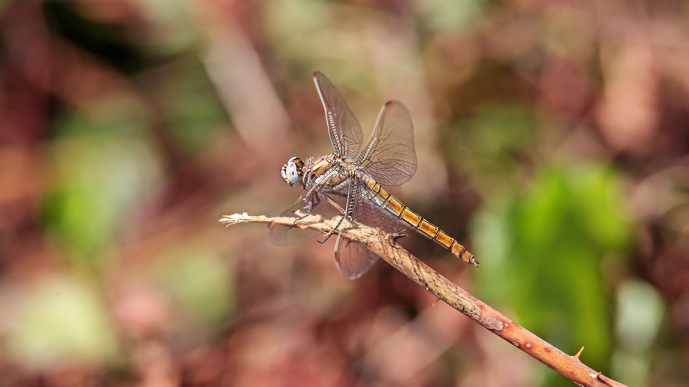Libellula con supertele!!!