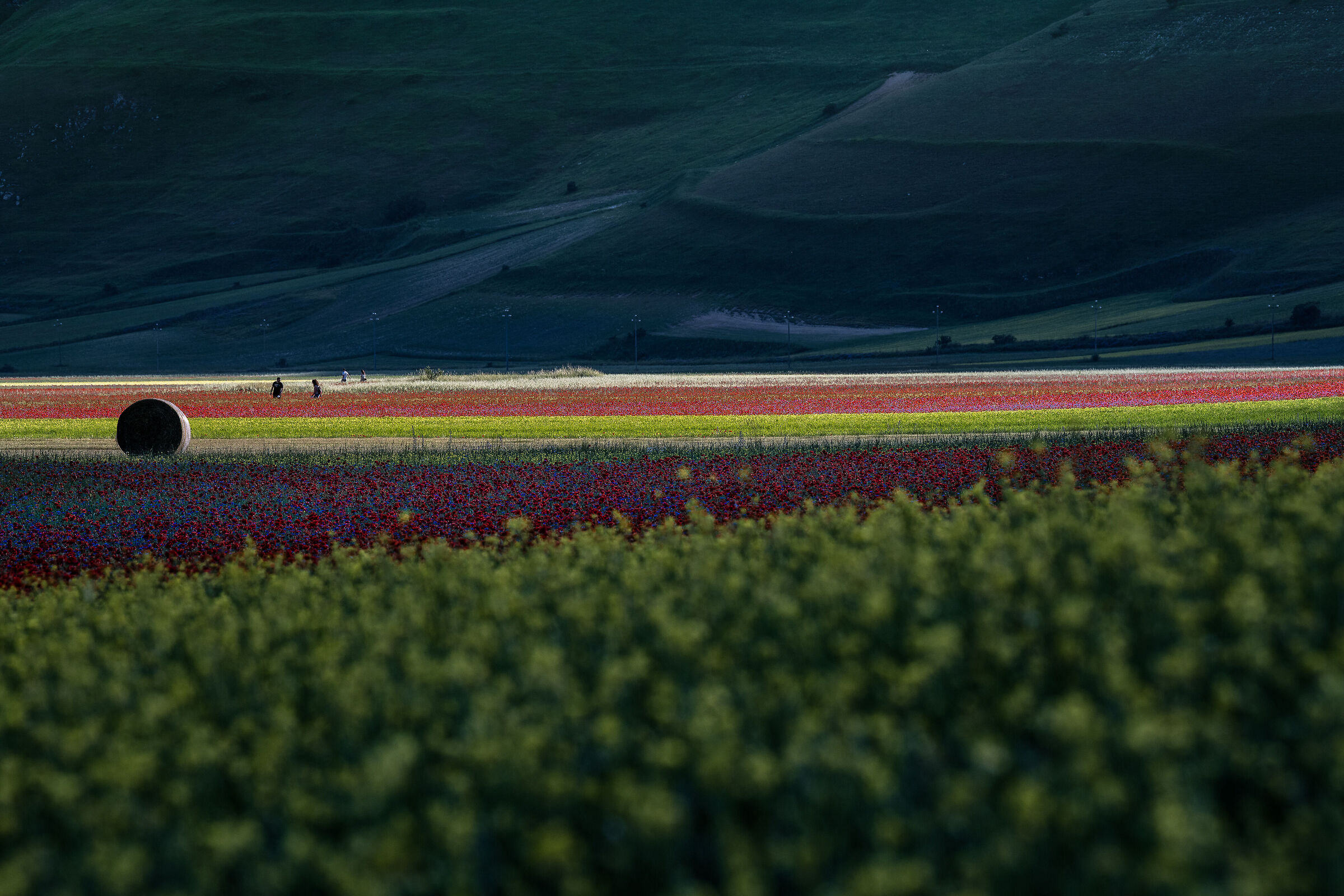 La Balla.... di fieno