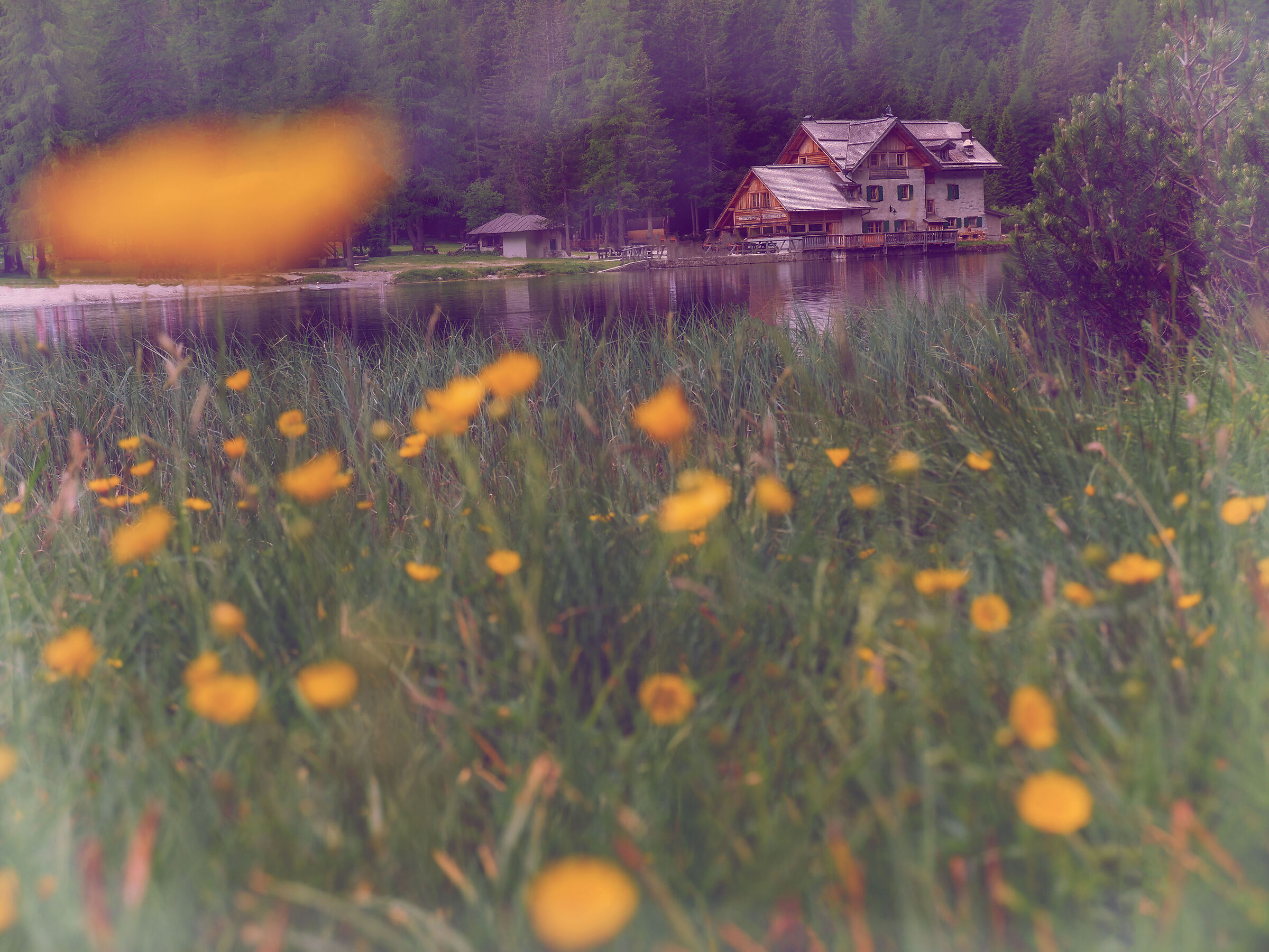 Fioritura al Lago Nambino