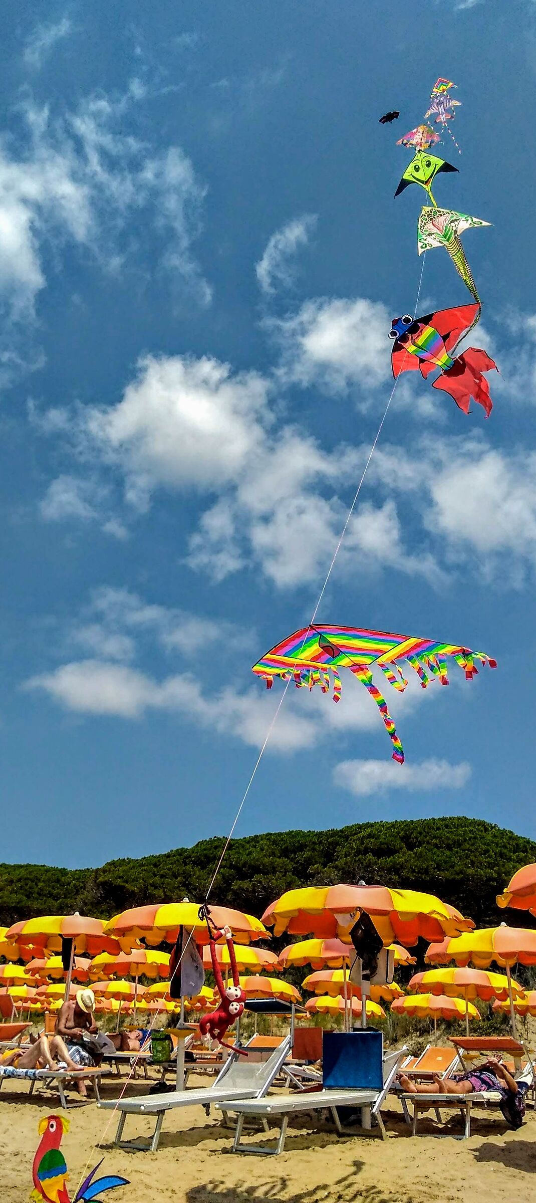 Kites in Summer