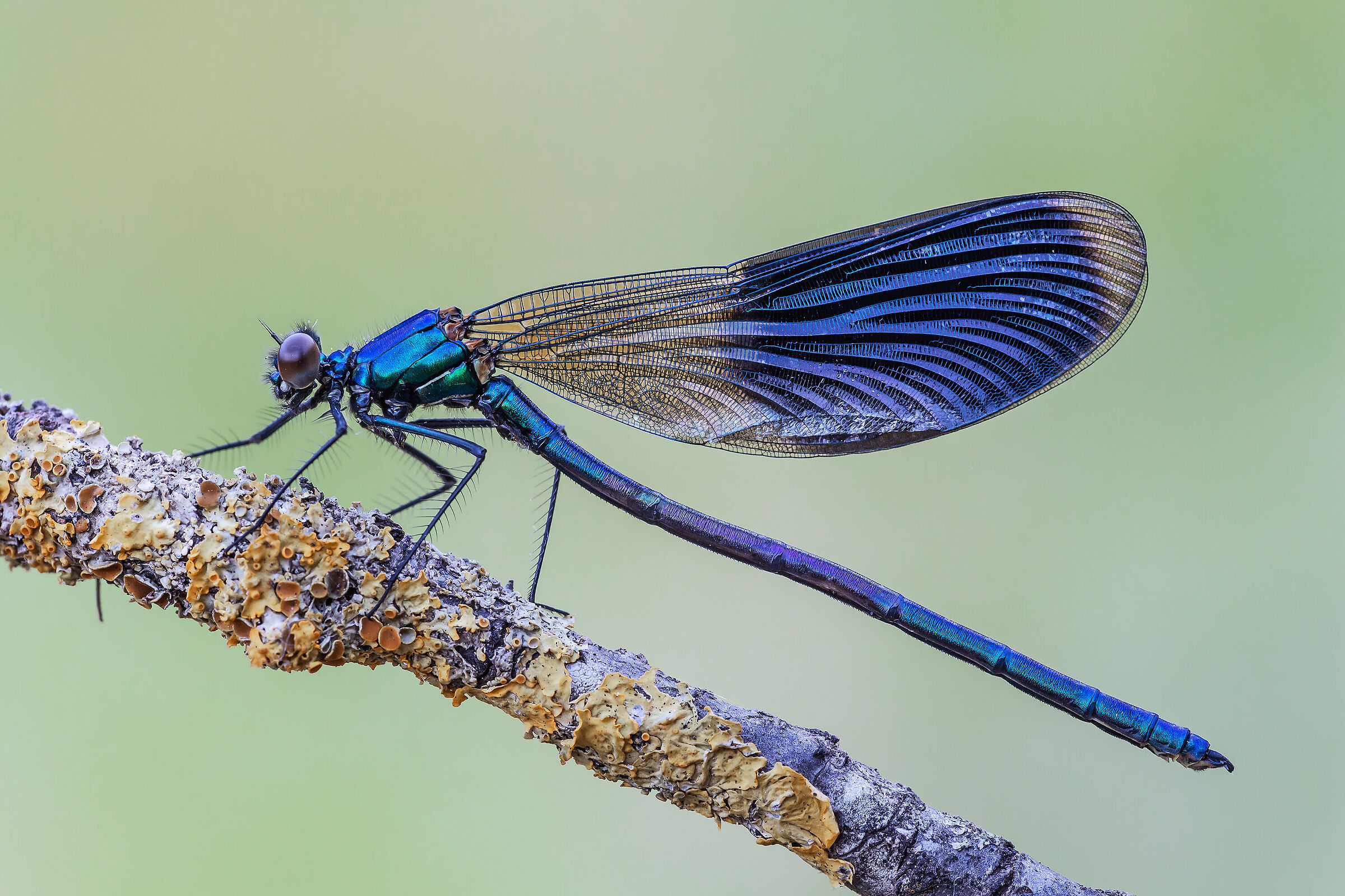 Calopteryx splendens
