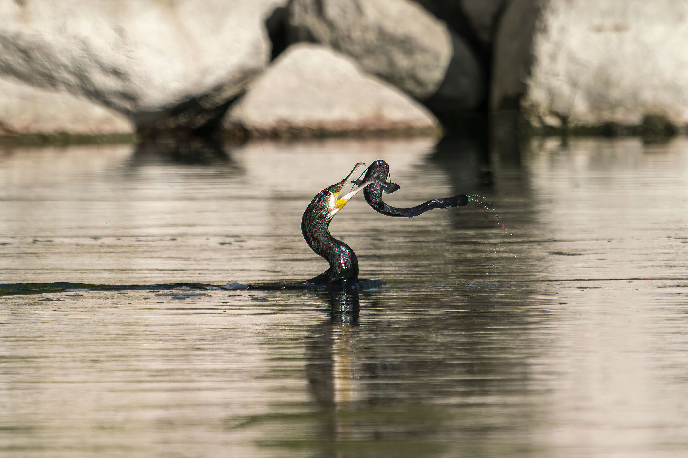 La merenda del cormorano