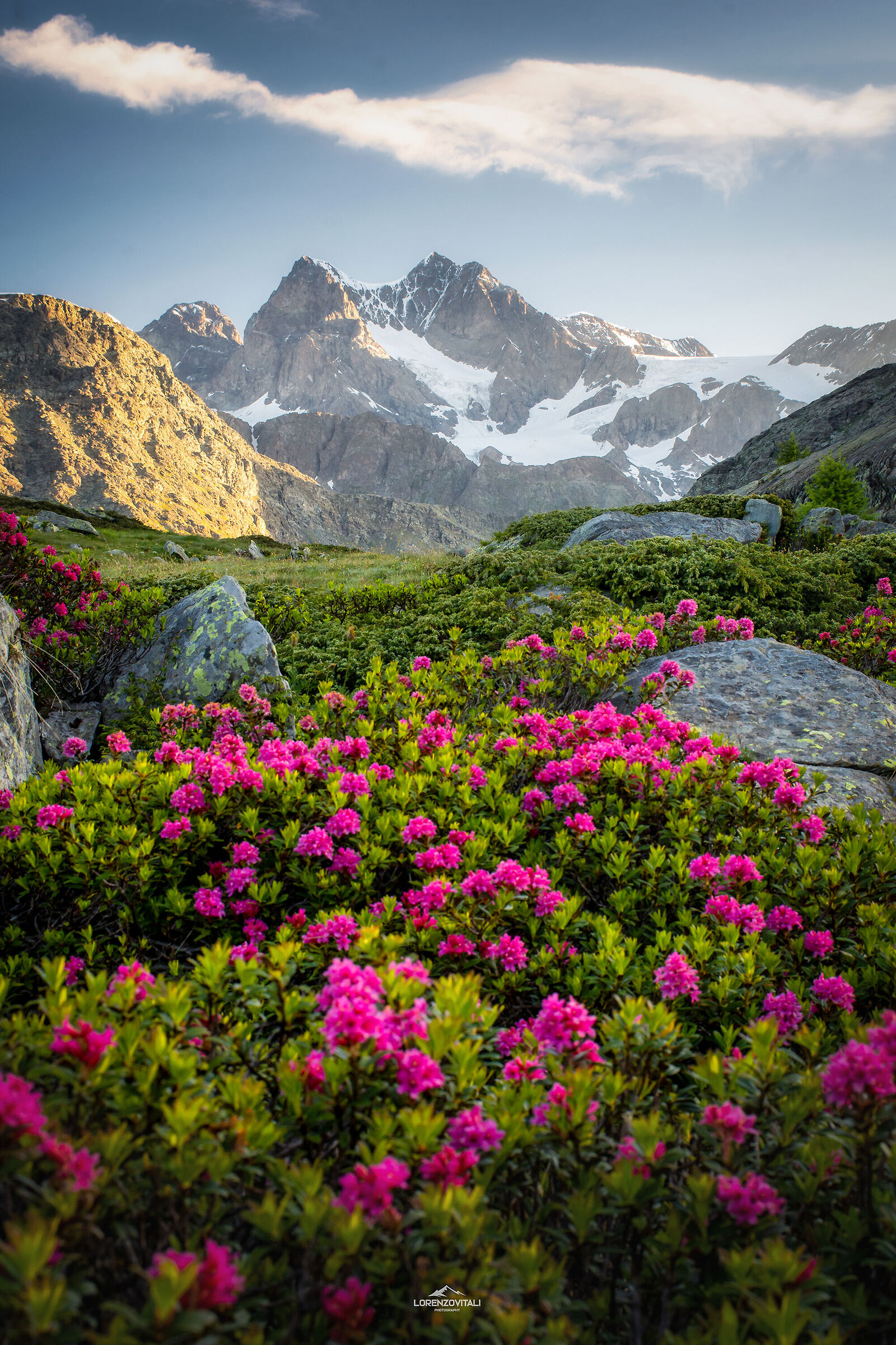 Rododendri in fiore in Valmalenco