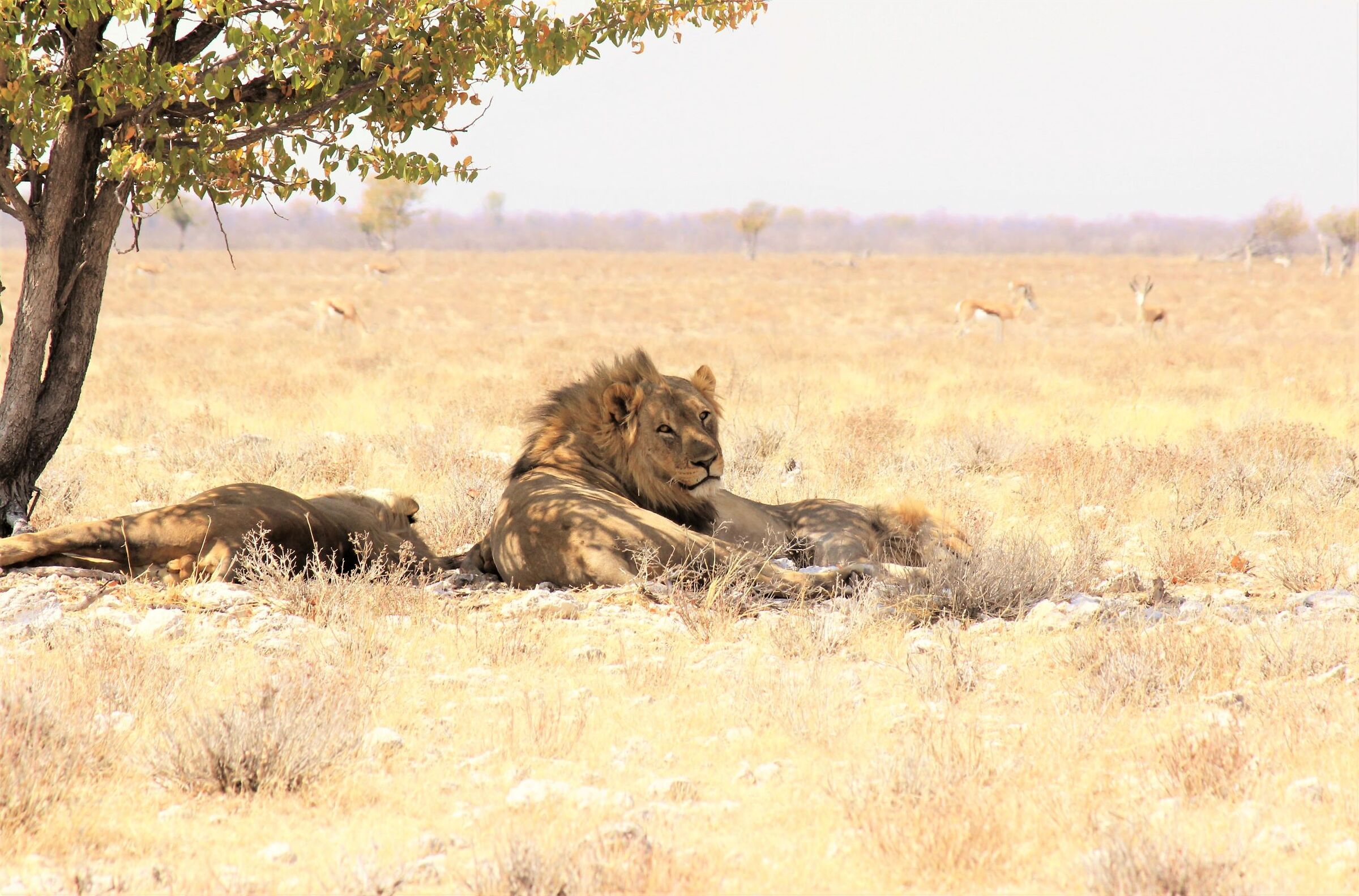 The resting of Etosha warriors