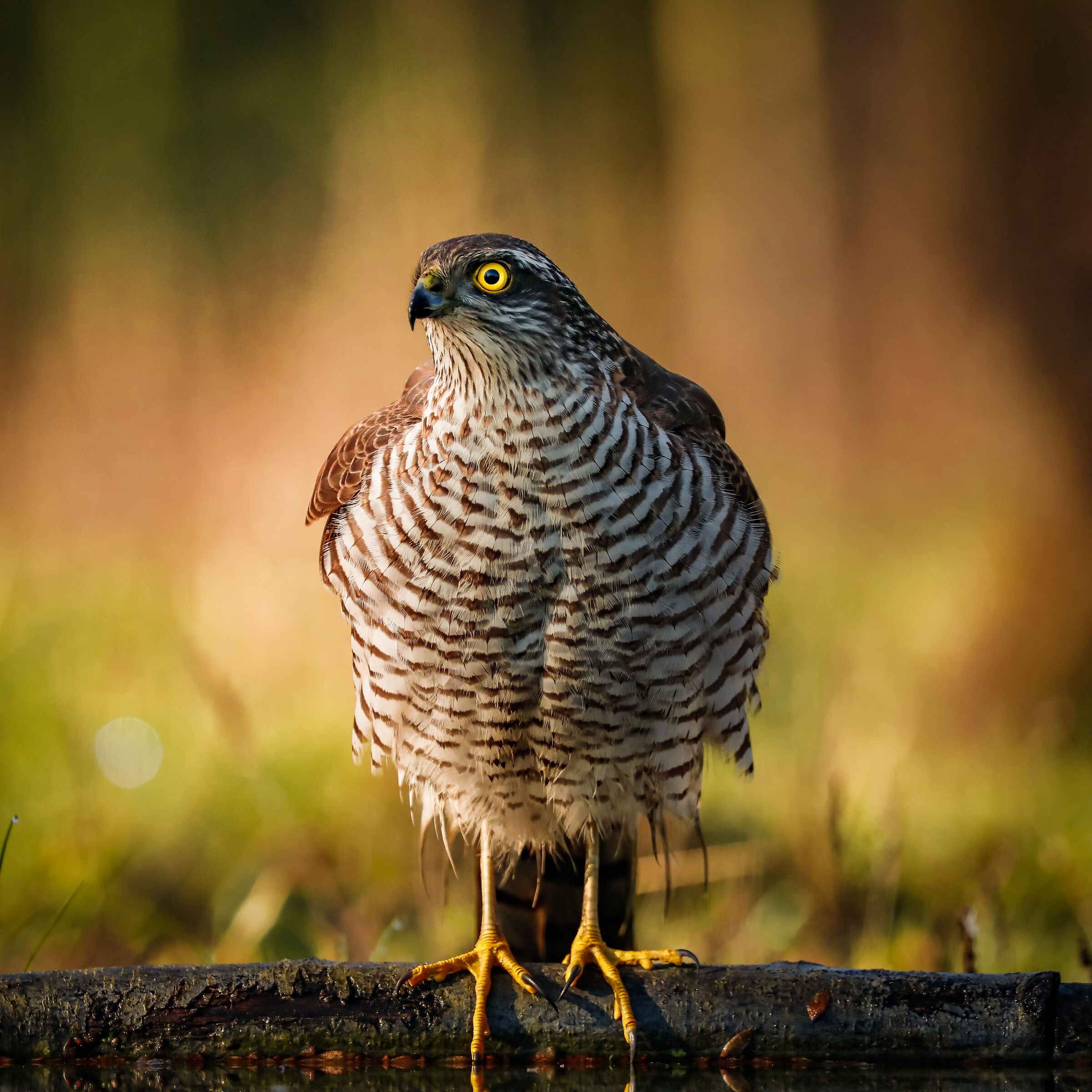 Al tramonto - At sunset