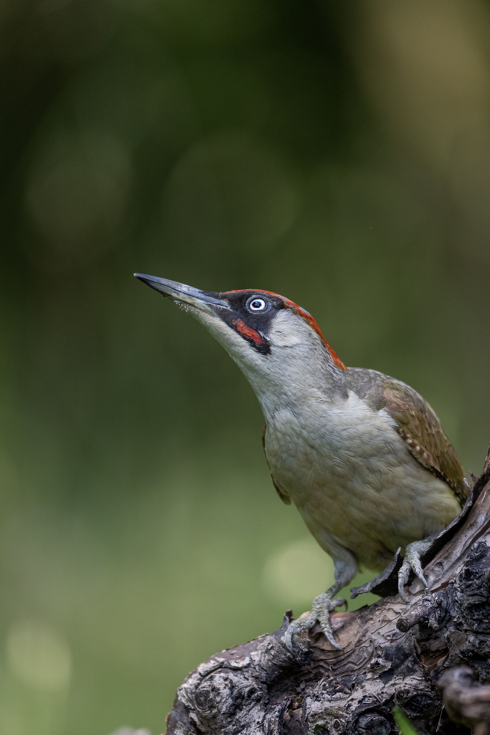Guardando sù - Looking upwards