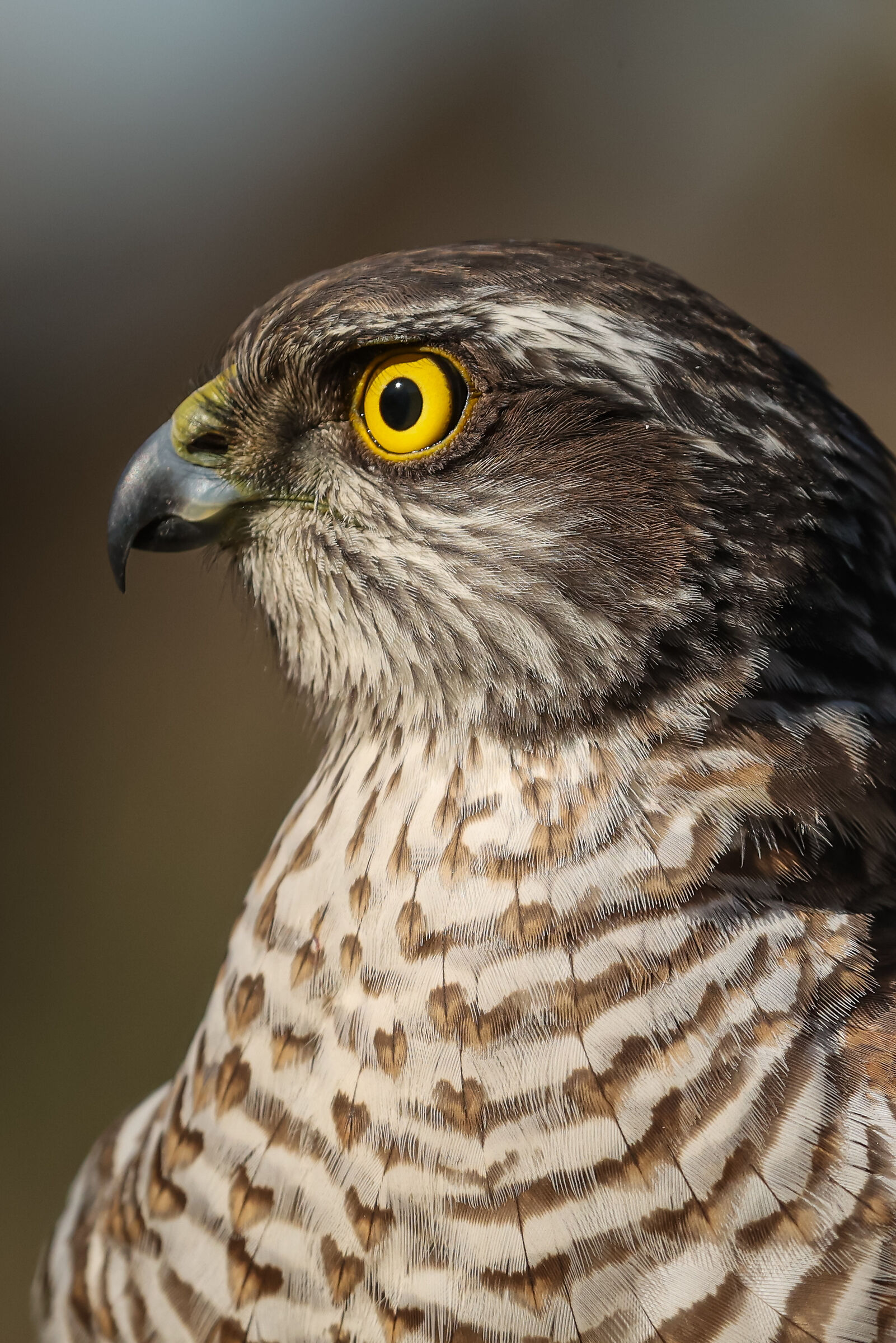 Ritratto di sparviere - Portrait of a sparrowhawk