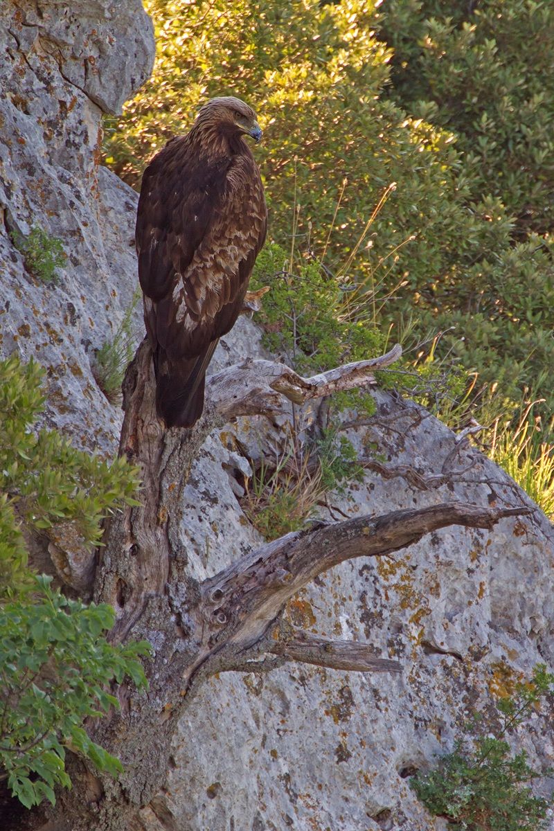 Golden Eagle