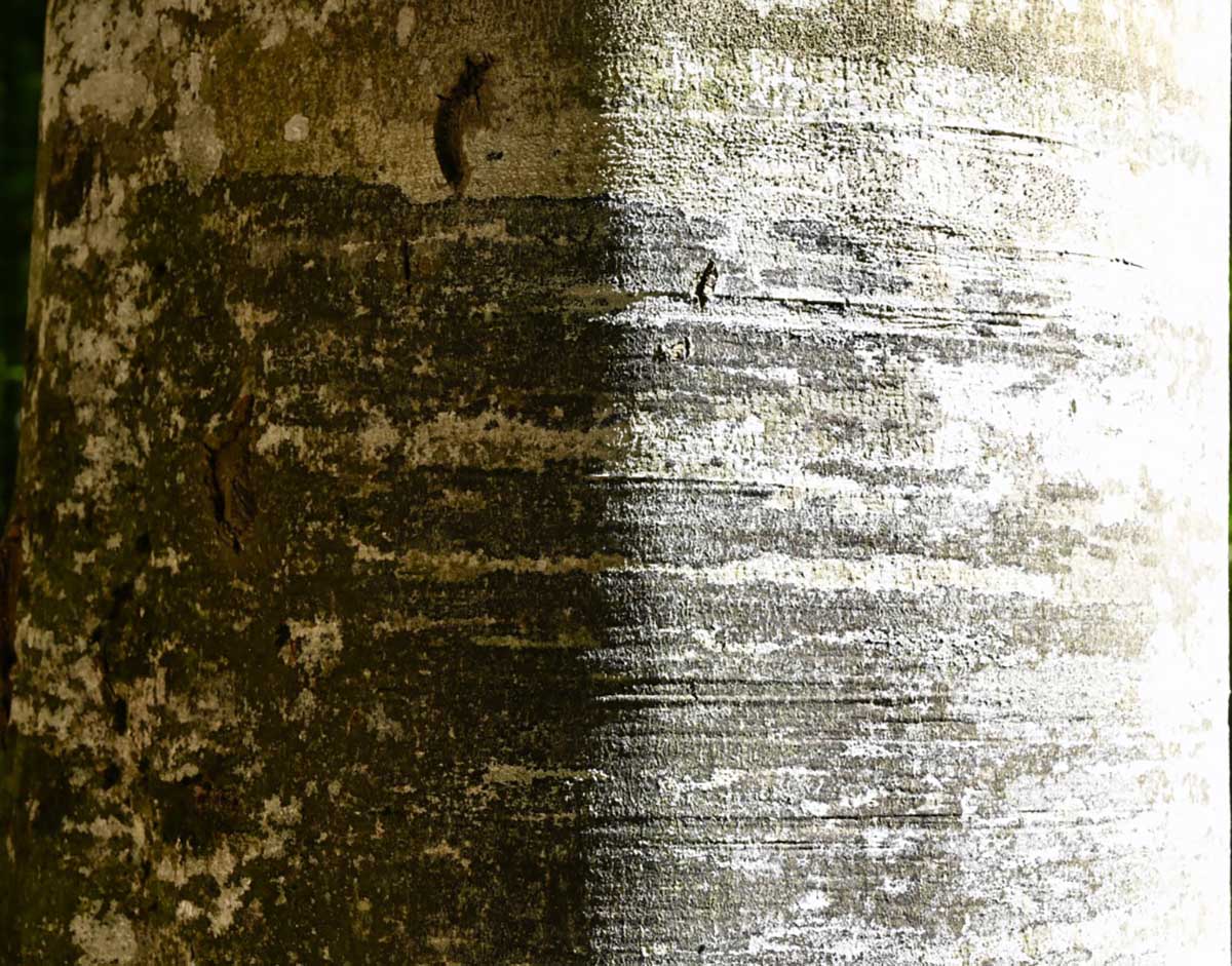 the dark side of ...the trees