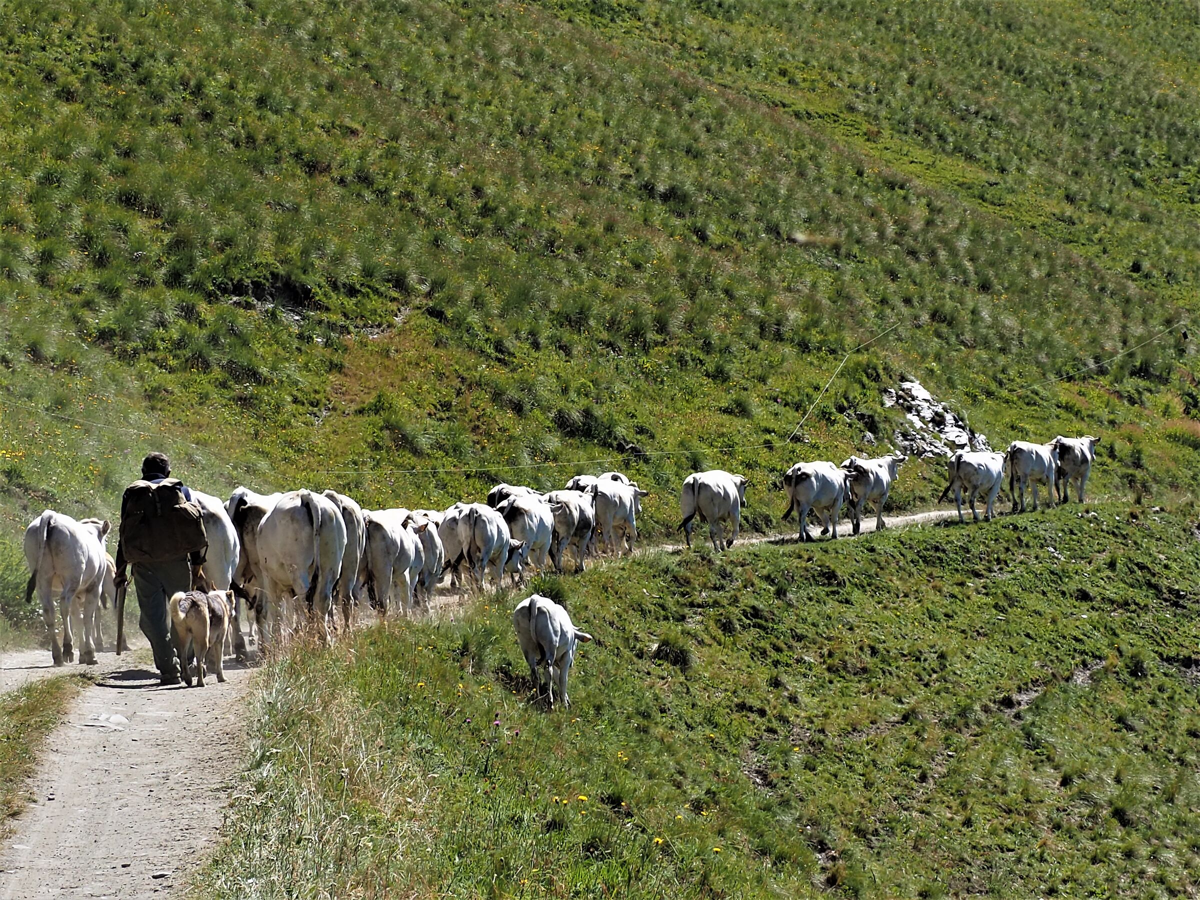 transhumance