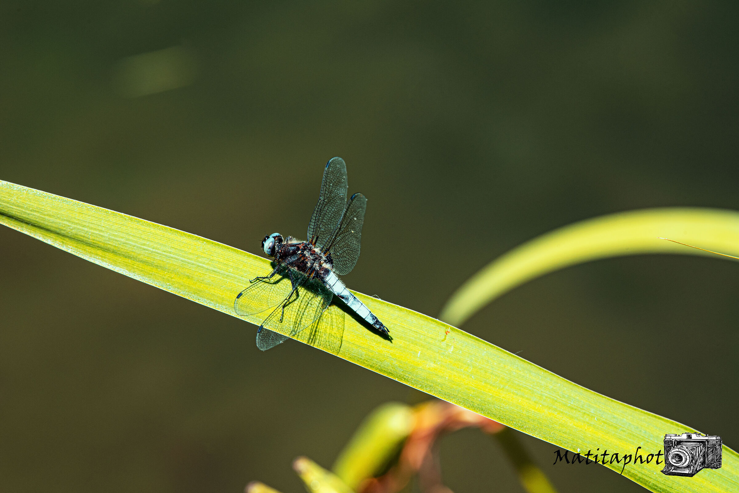 Blue Dragonfly