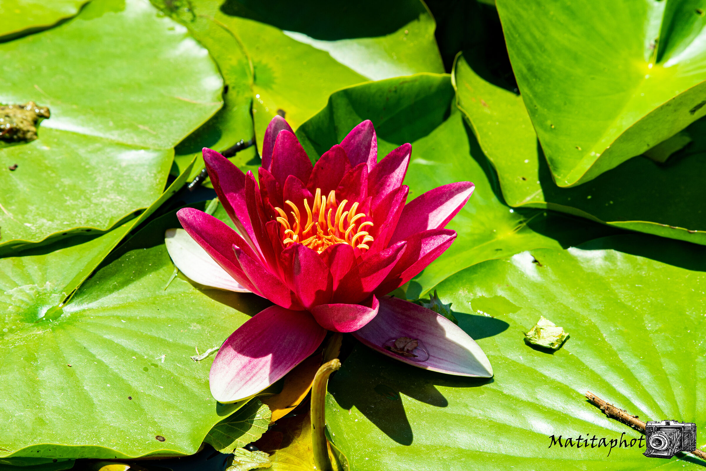 Water lily in bloom