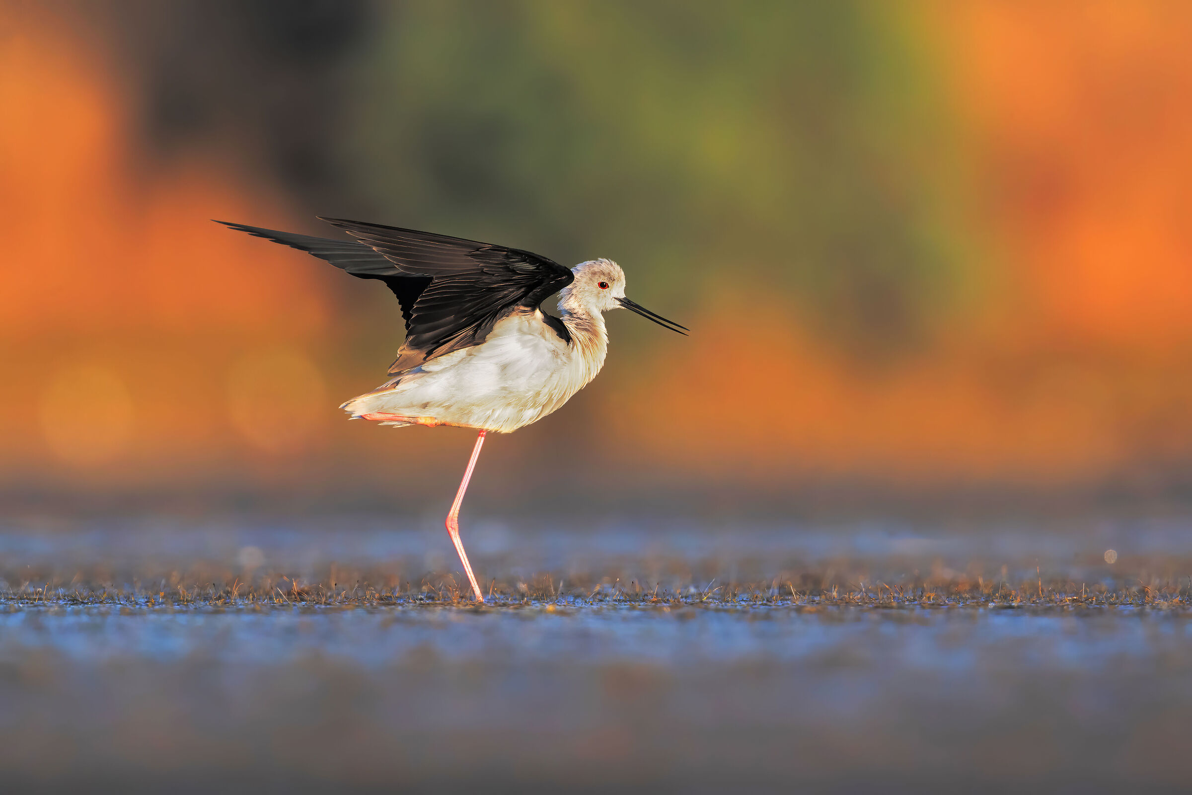 a flapping of wings....