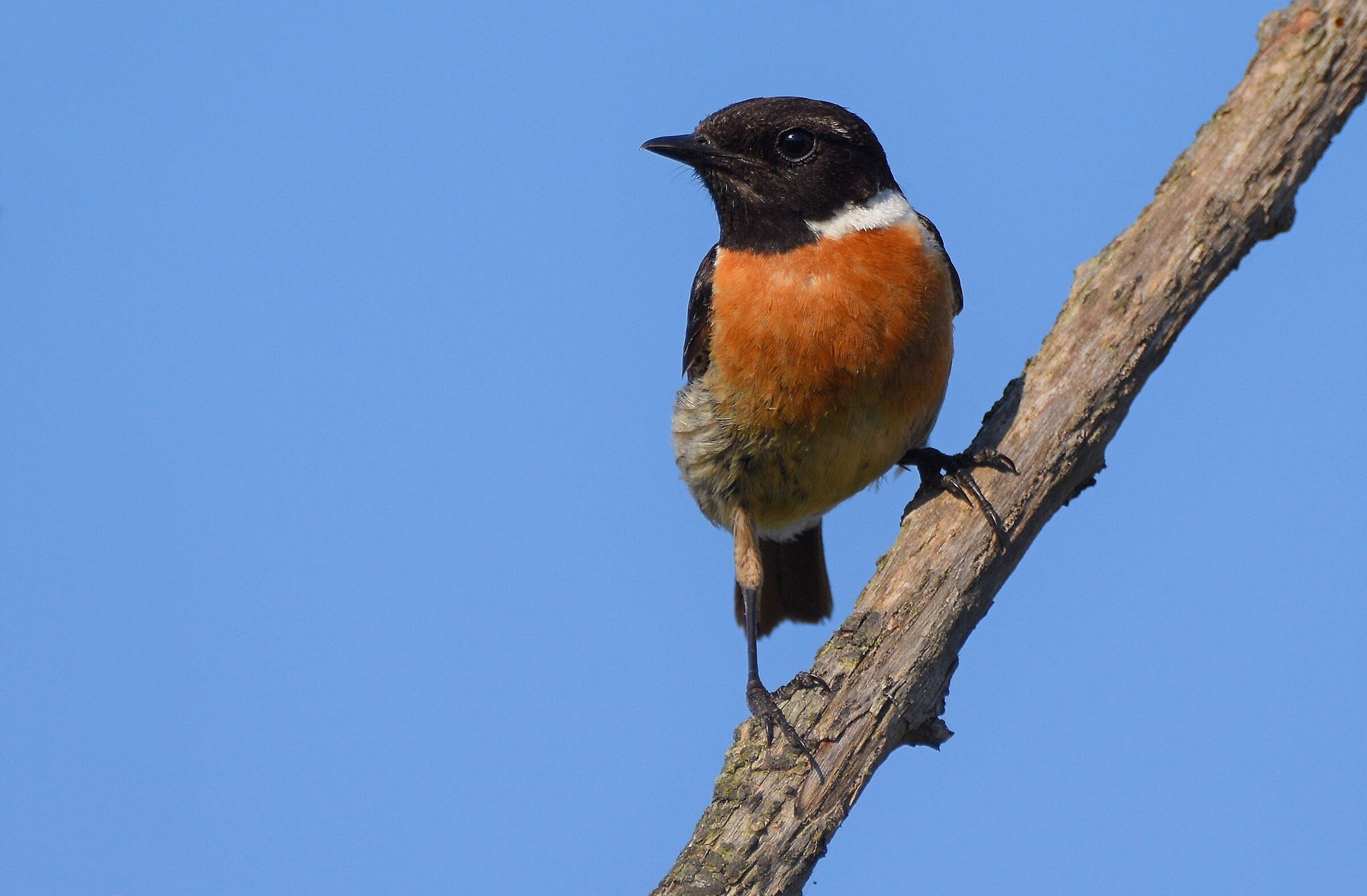 Saltimpalo (Saxicola torquata)