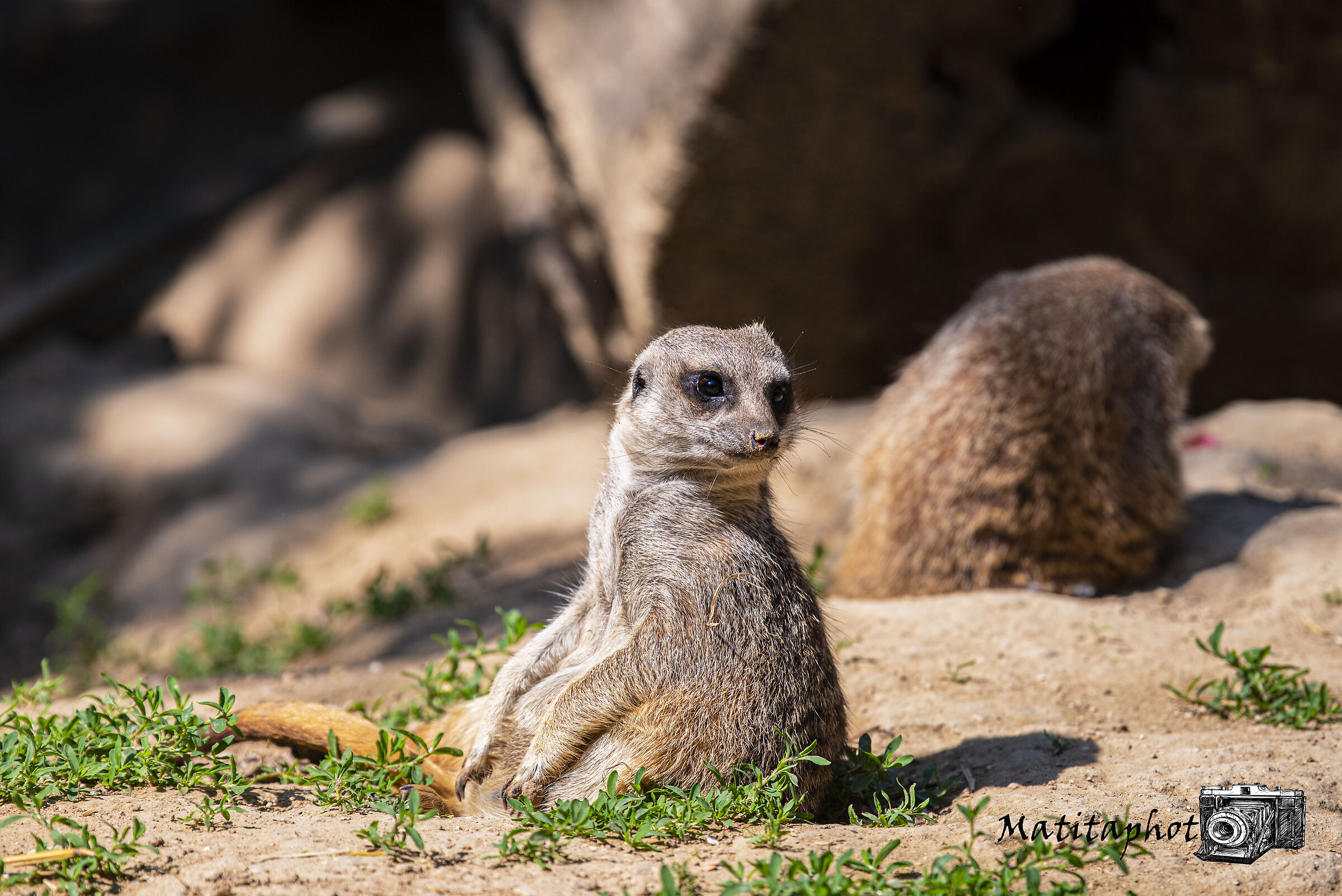Timon