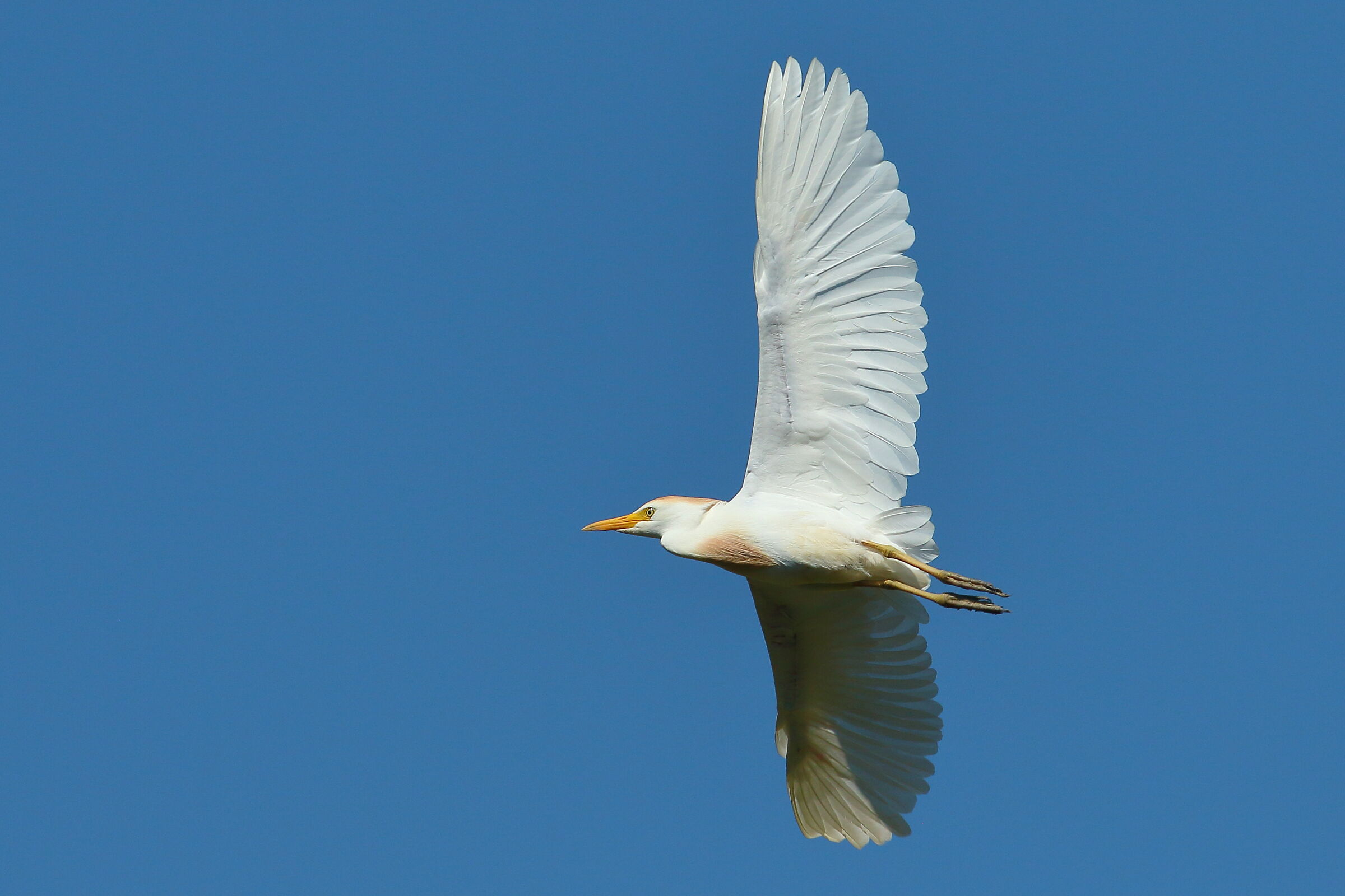 squacco heron