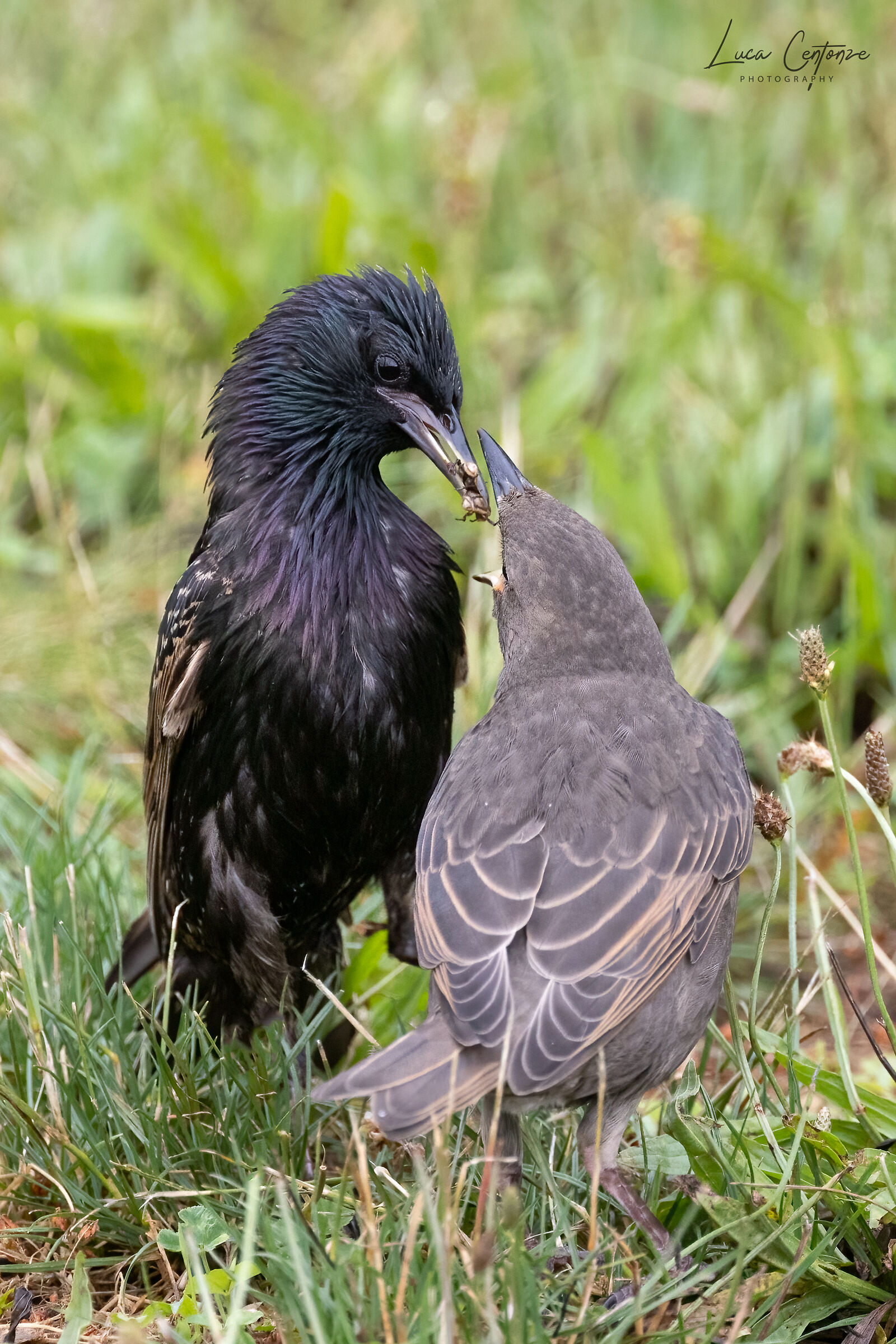 Il piccolo sembra gradire ....