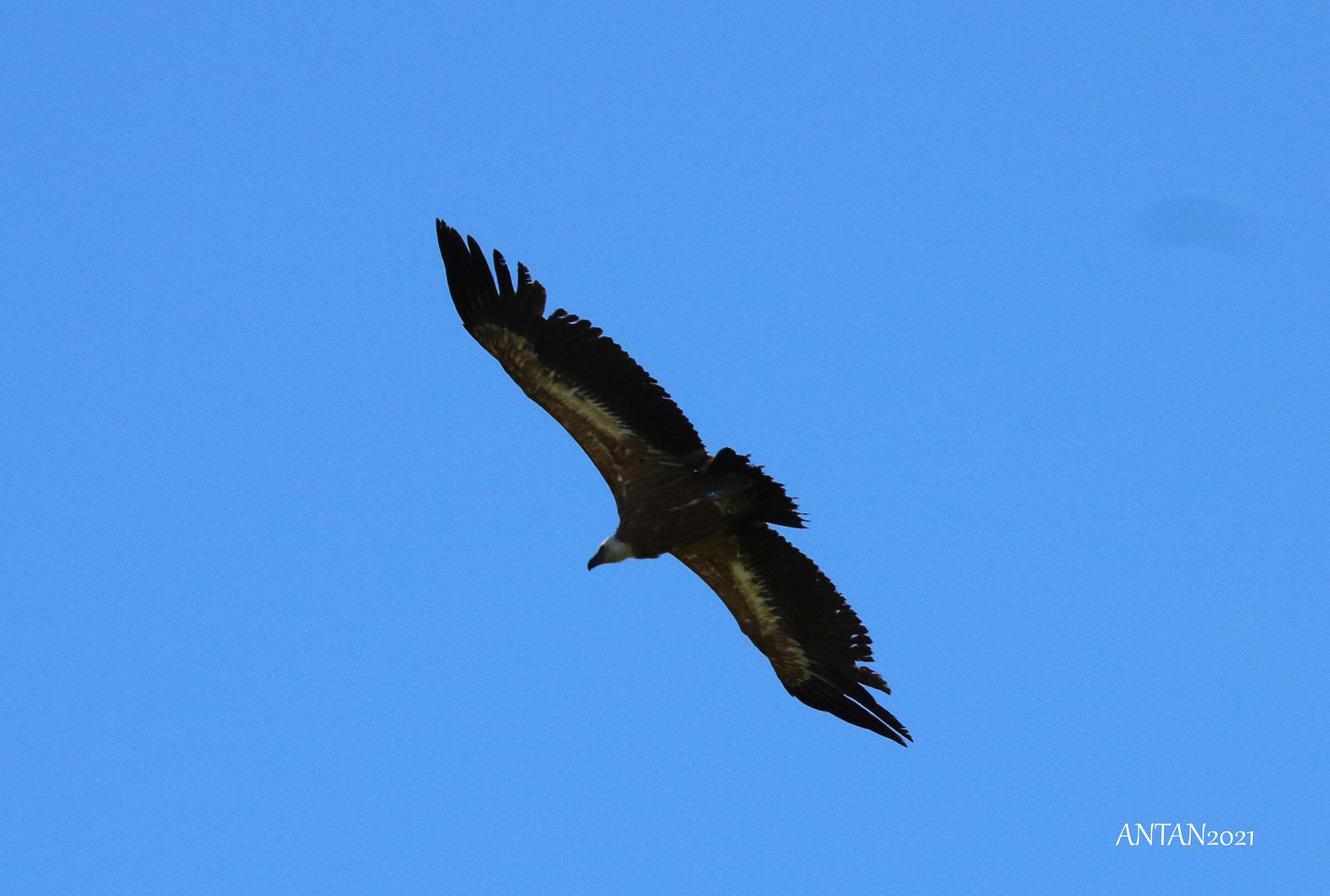 Gyps Fulvus - Grifone Subadulto - Alpi Apuane