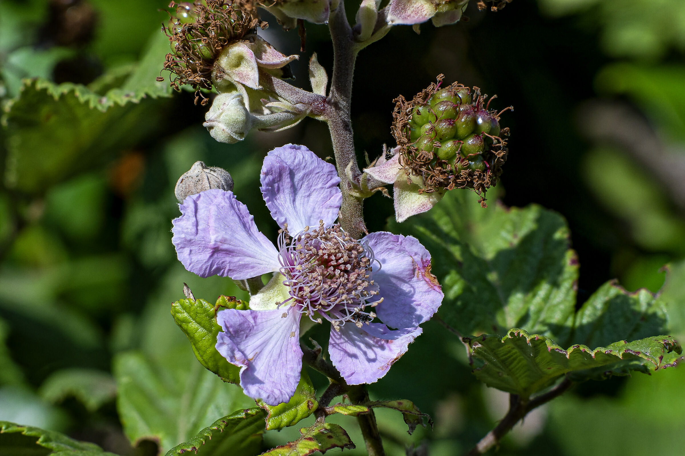 In attesa delle more
