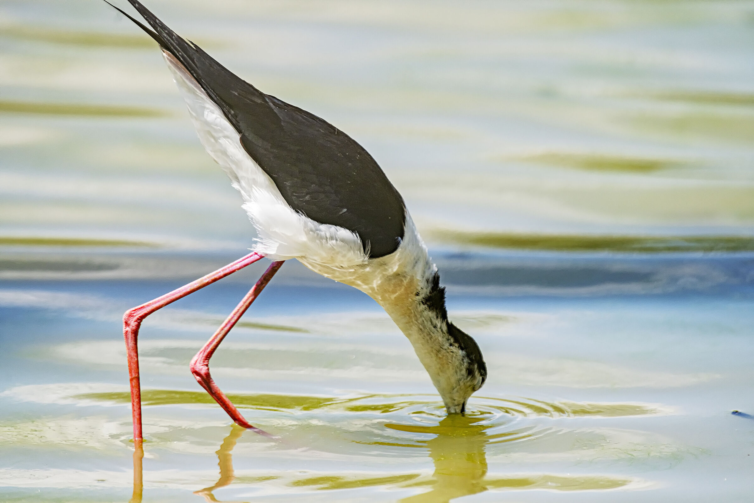 Cvaliere in the hunt