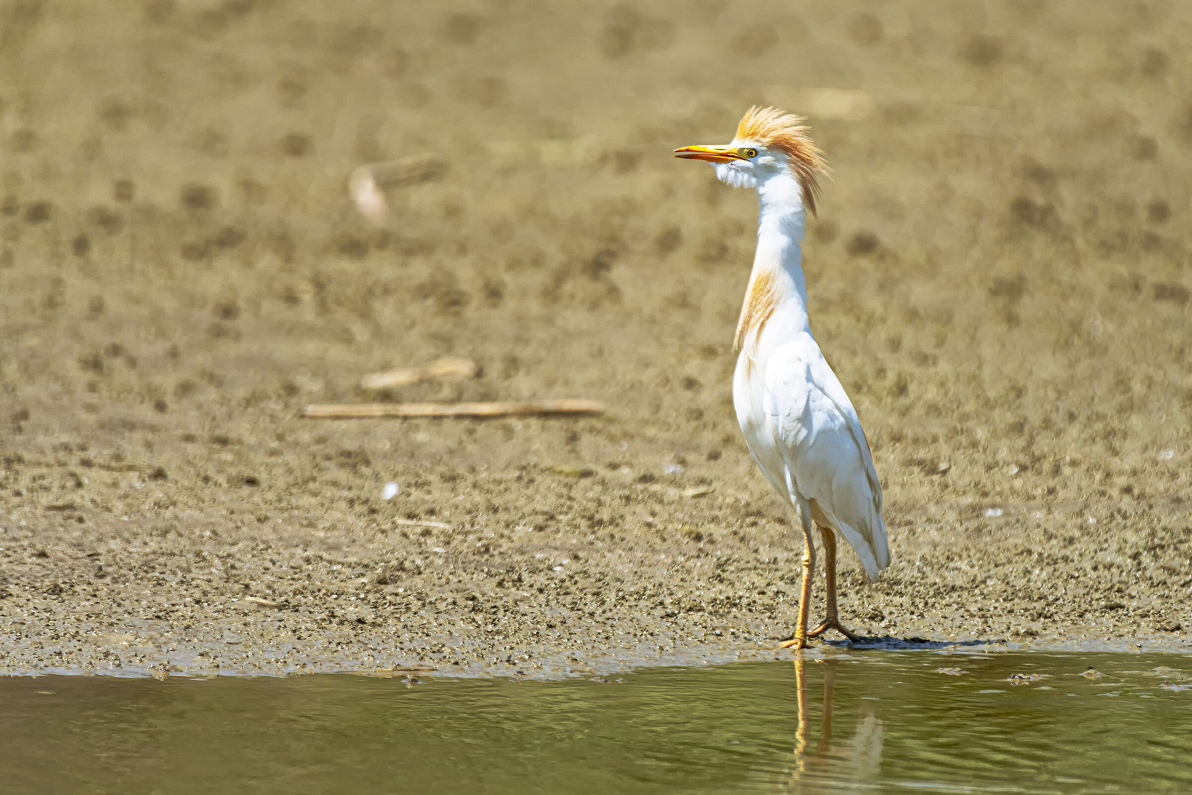 cattle egret