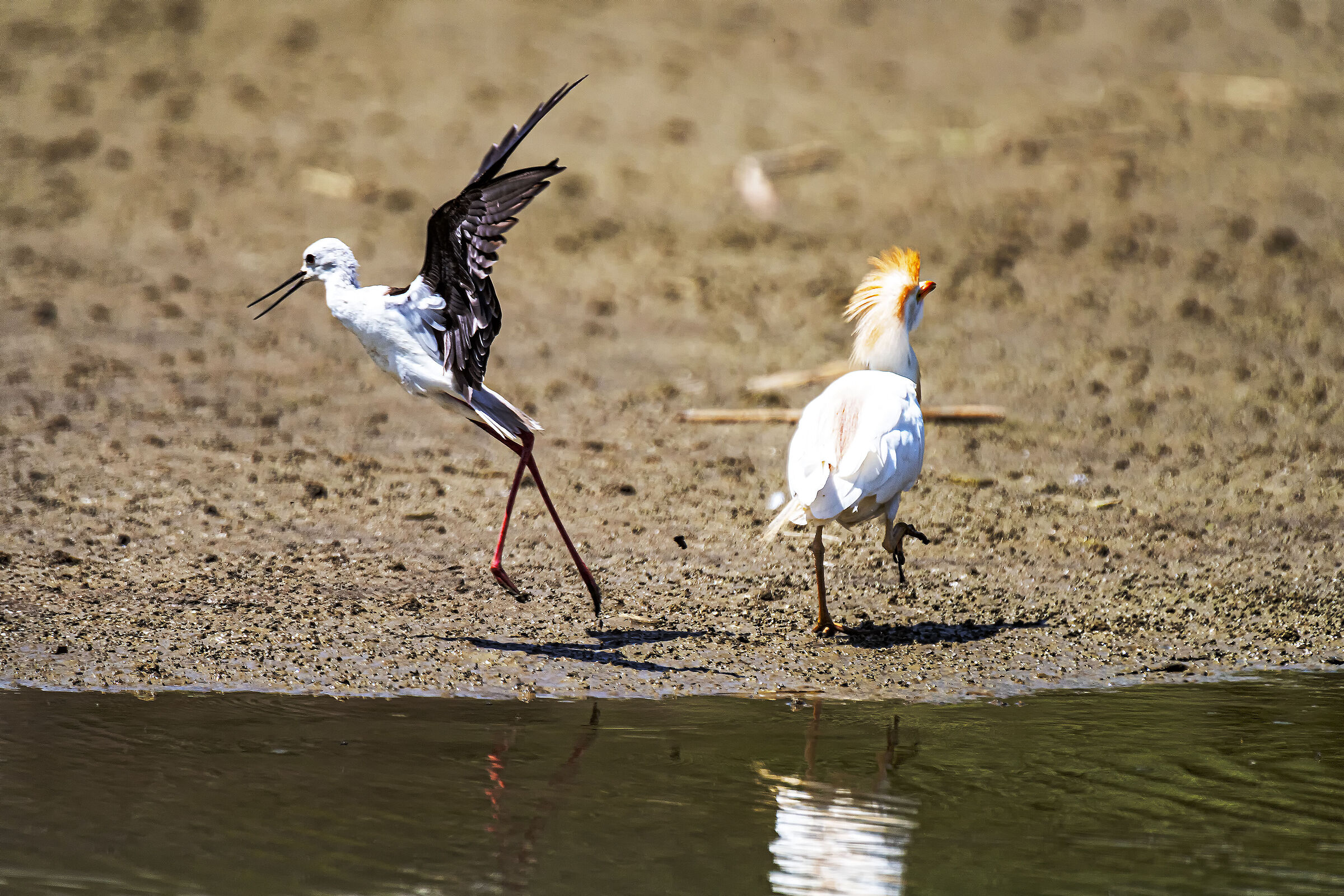 Knight vs. Guardabuoi