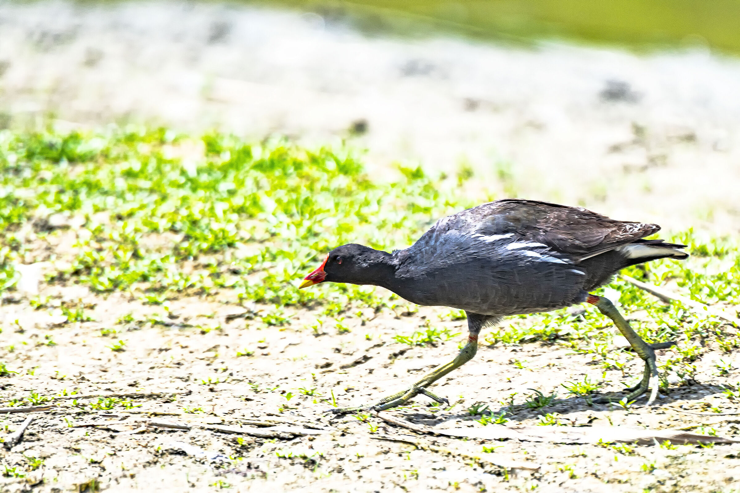 Water gallinule