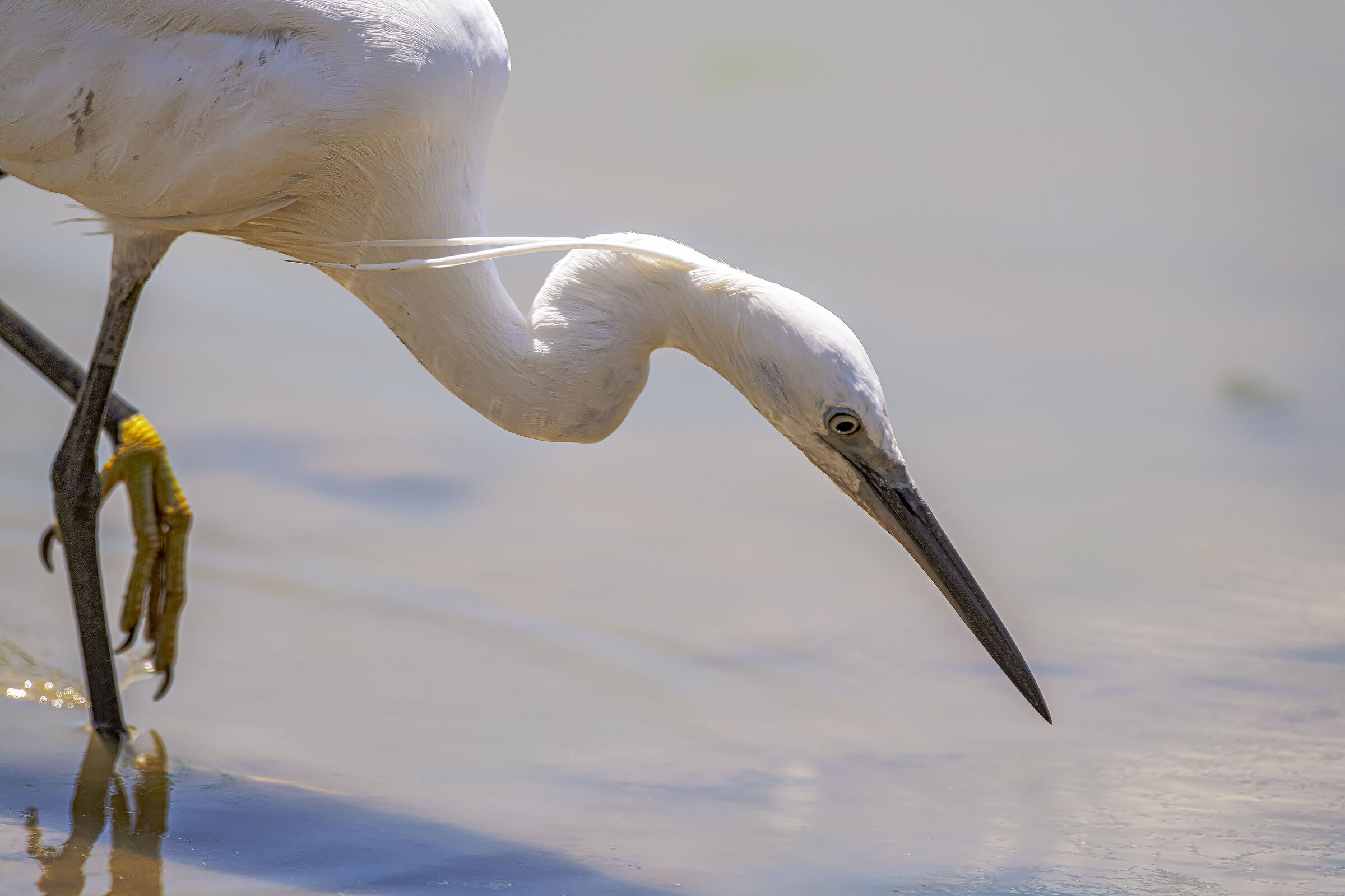 Egret in action