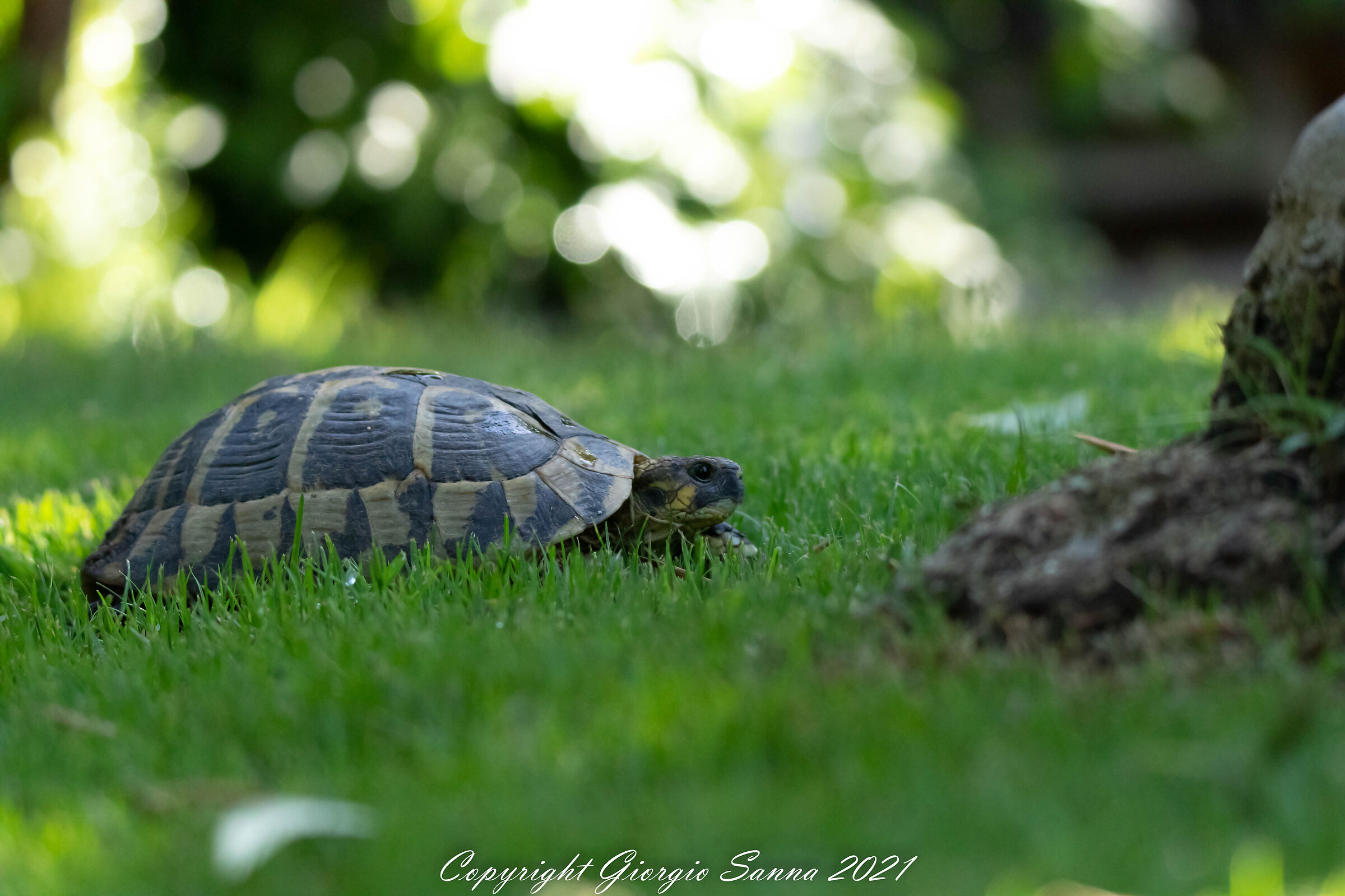 turtle