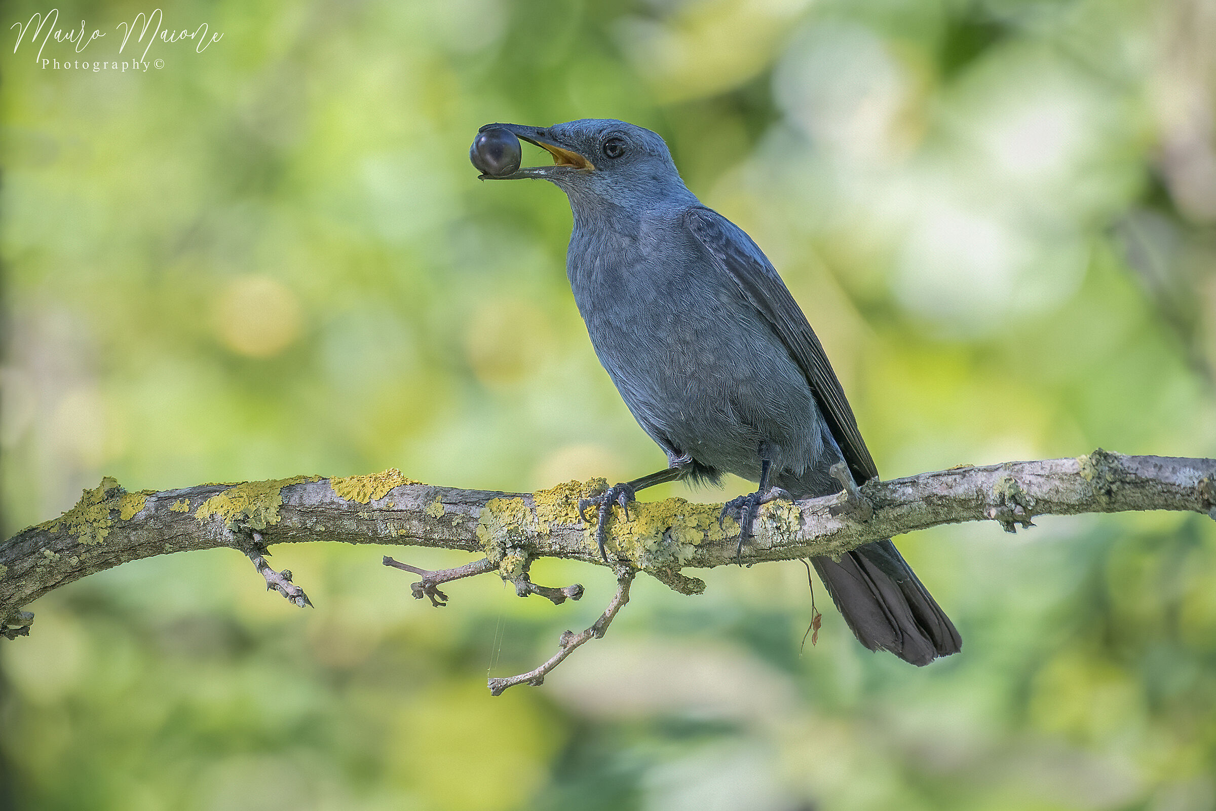 è il momento della frutta