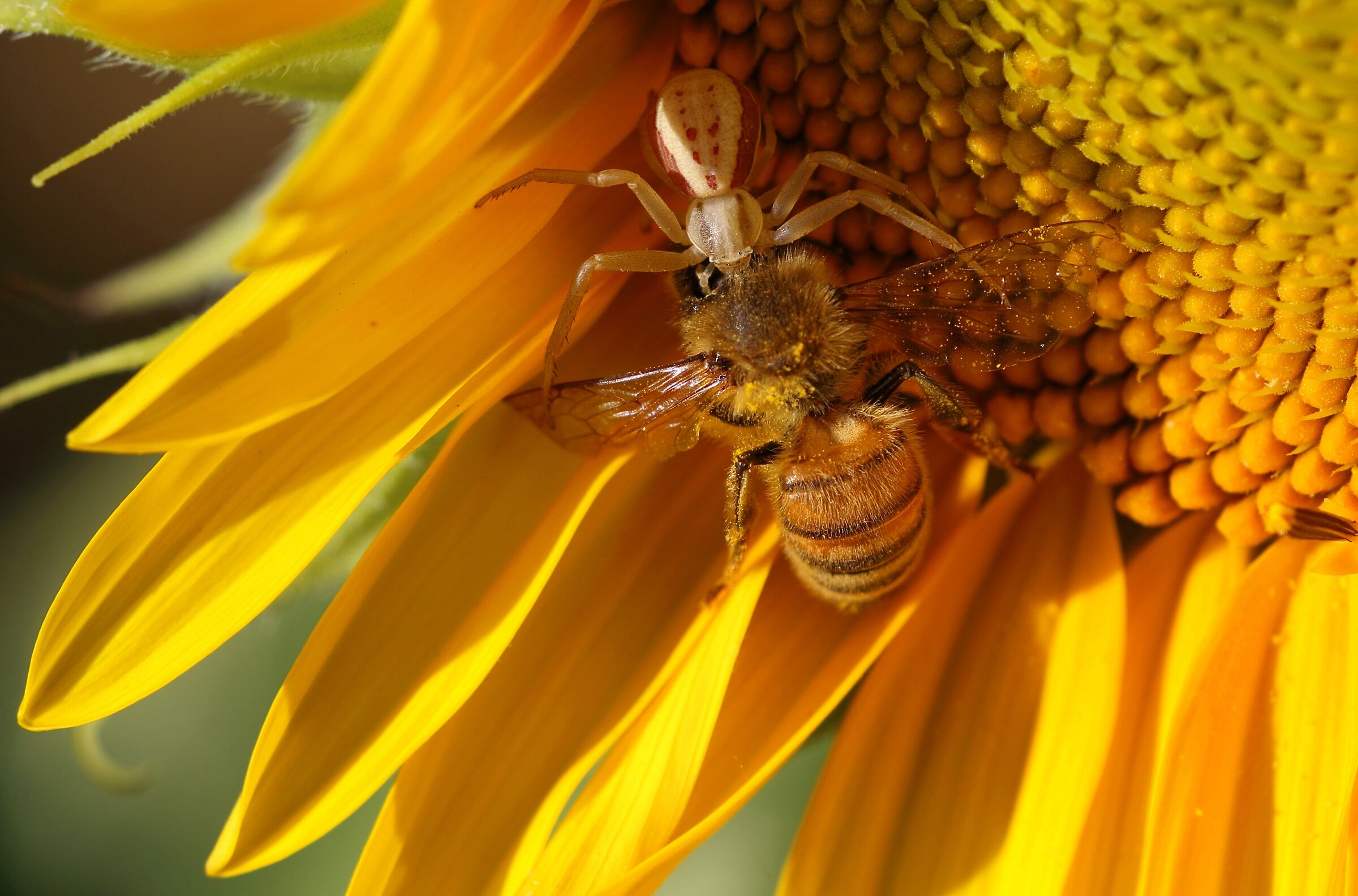 La fine della povera ape