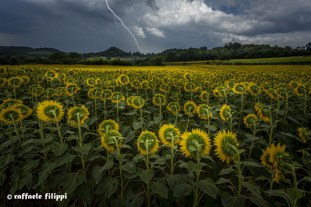 Between Sunflowers, Lightning and Thunder