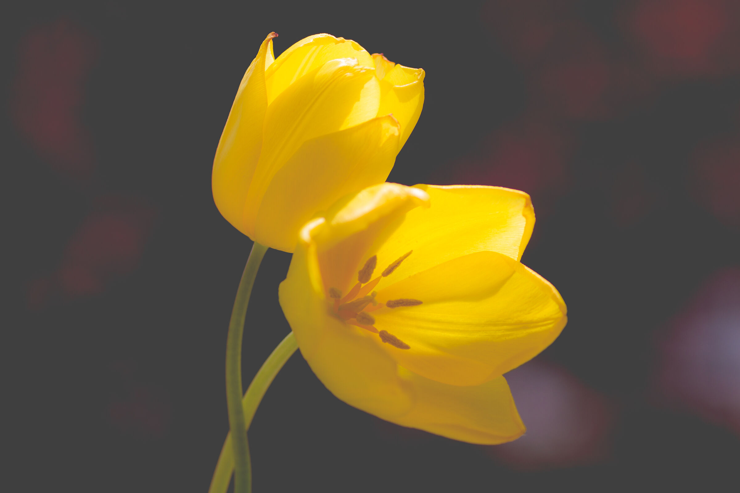 The Spring of the Soul