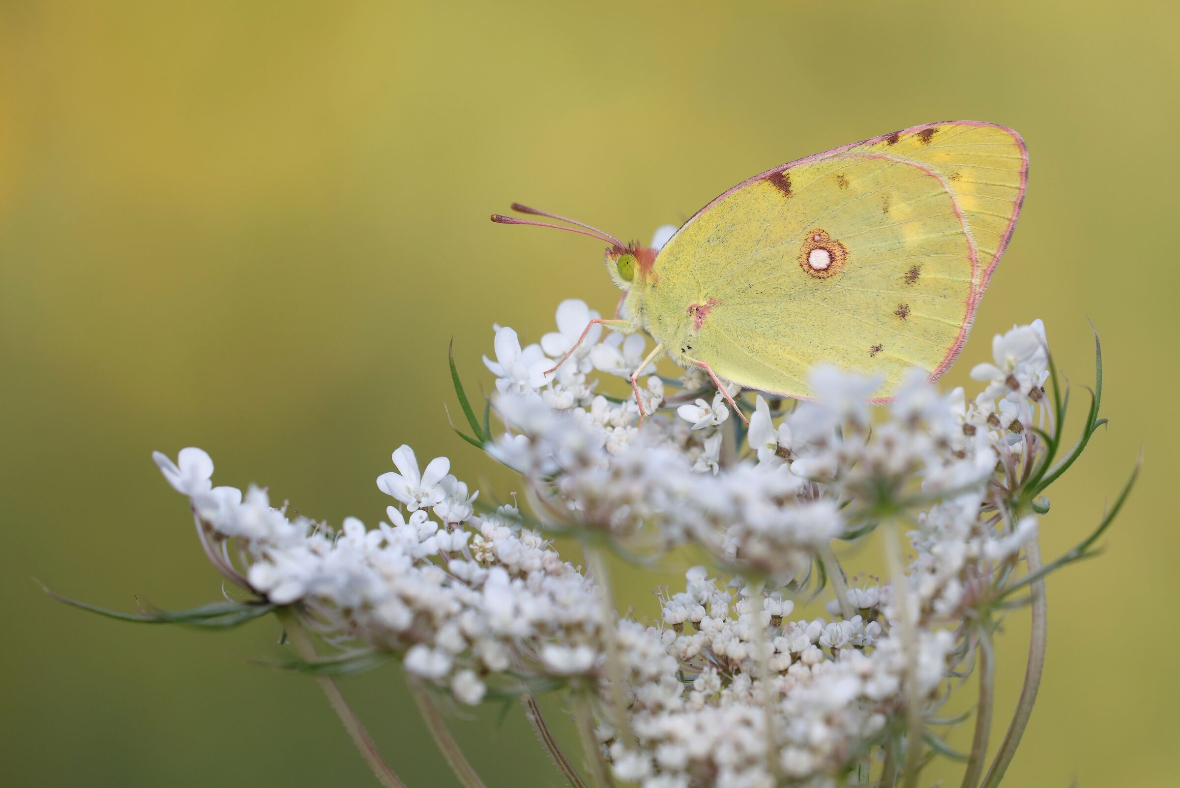 Colias Crocea