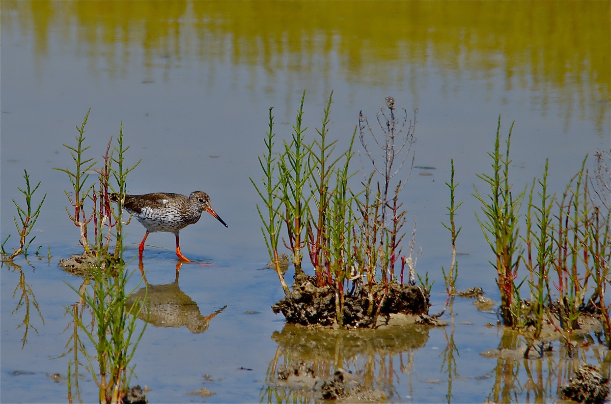 Redshank between saltworts