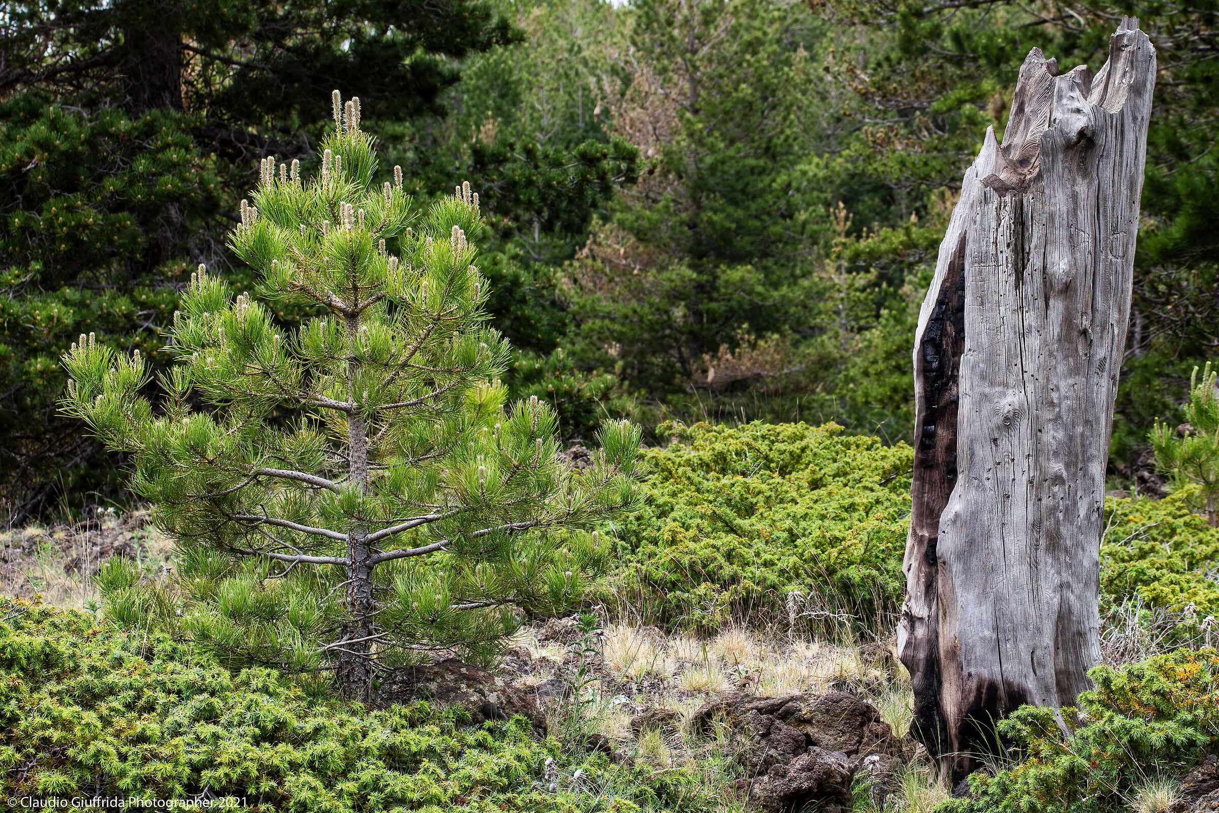 The Old man and the New