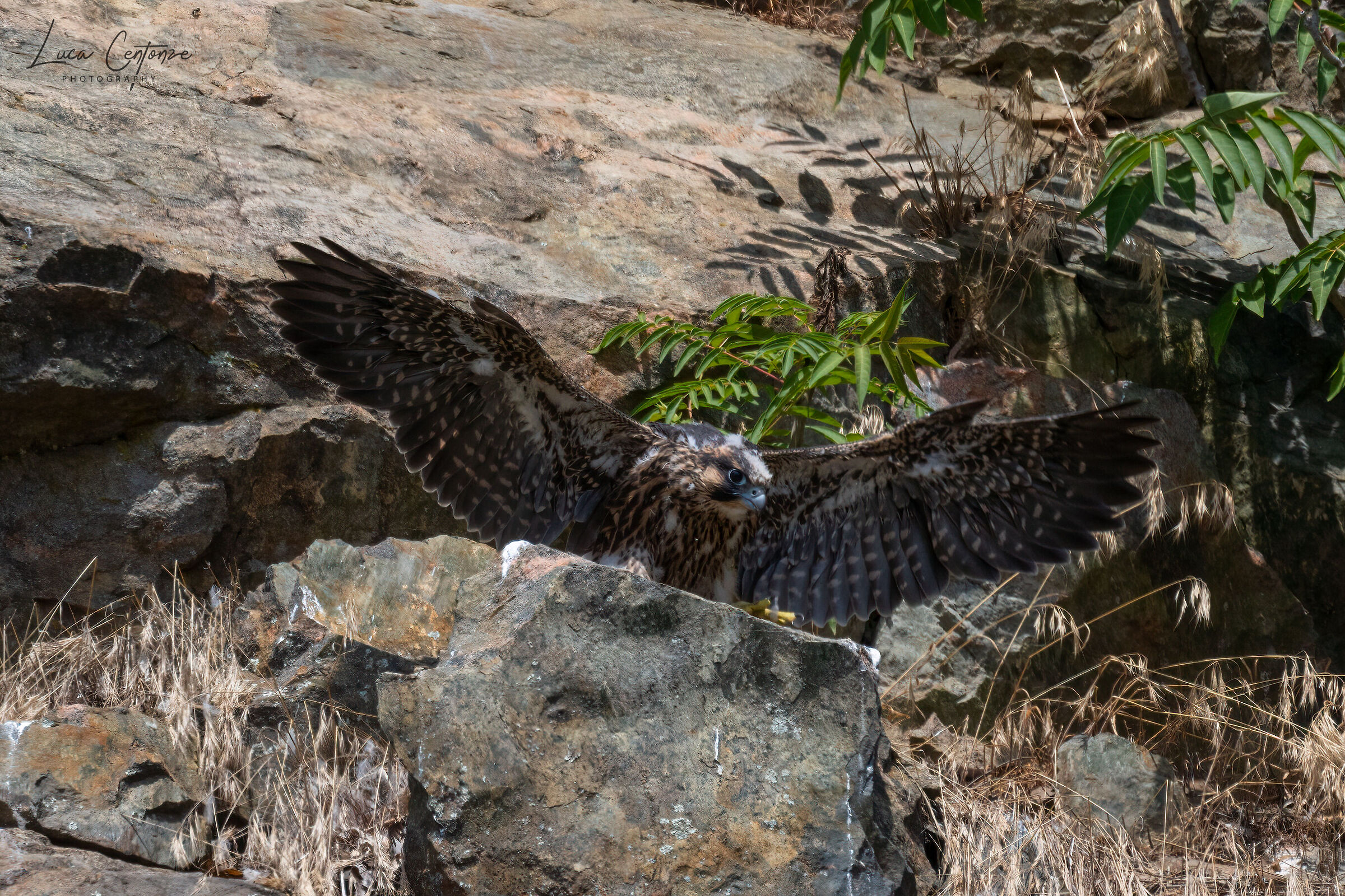 Giovane Falco Pellegrino