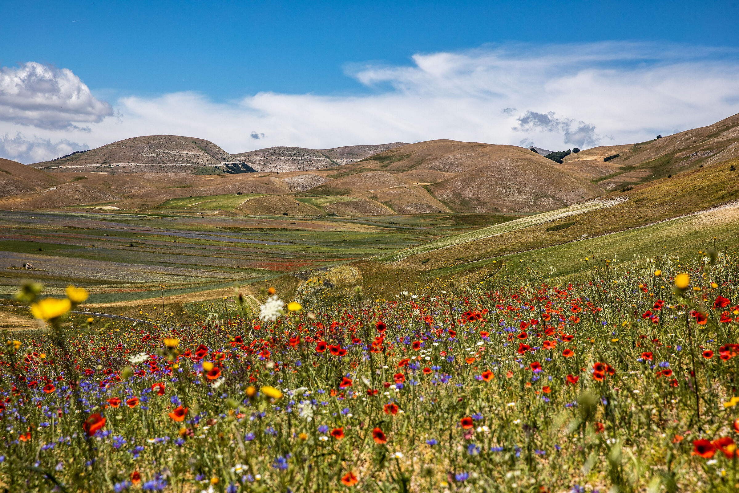 2021: la fioritura mancata