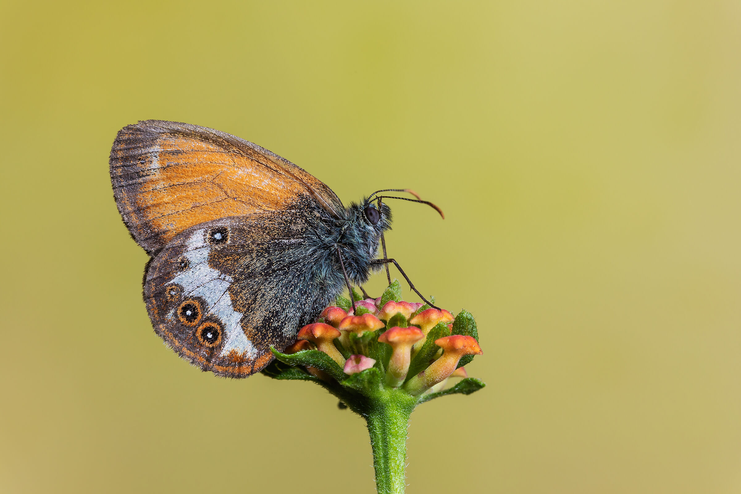 Coenonympha arcania