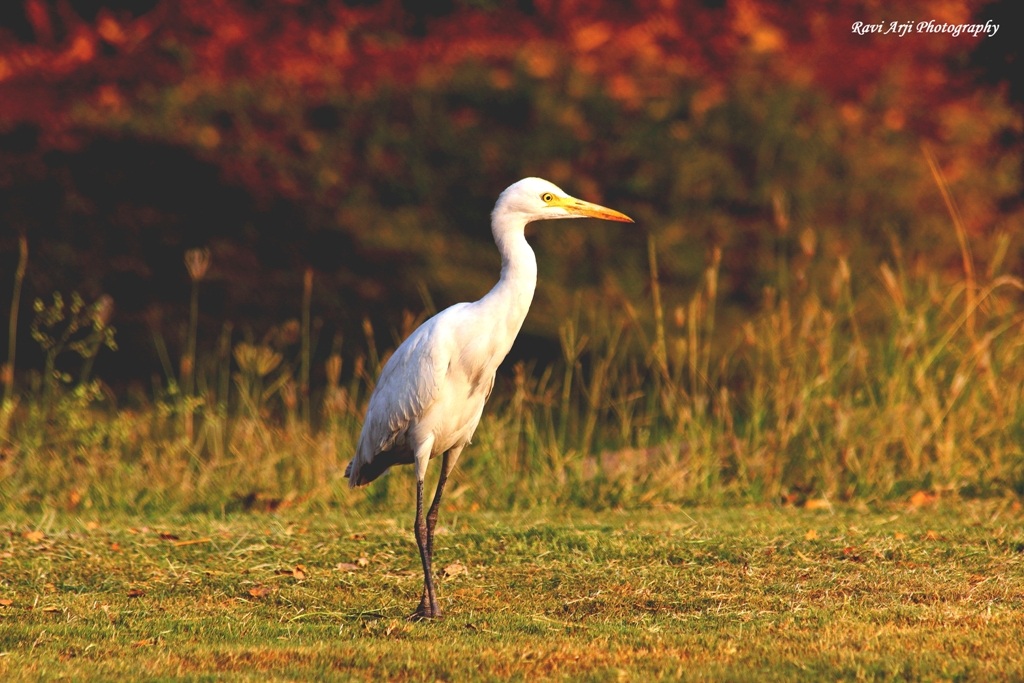 Egret dando posa