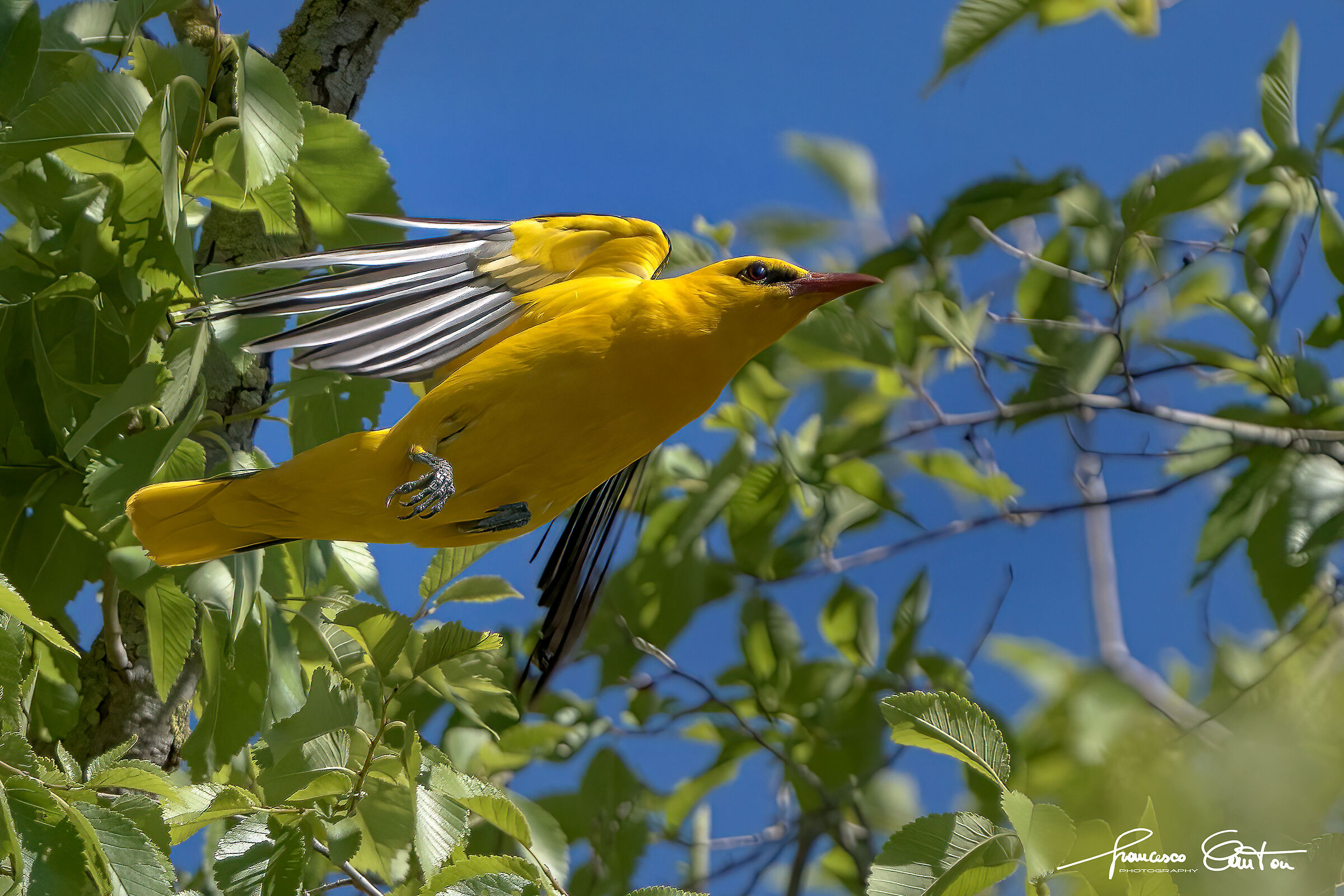 Rigogolo male takes flight