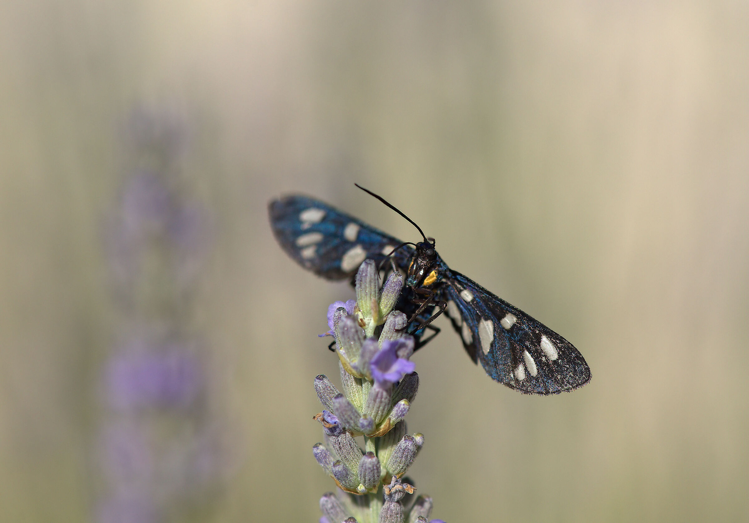 Gmina Zygaena ephialtes