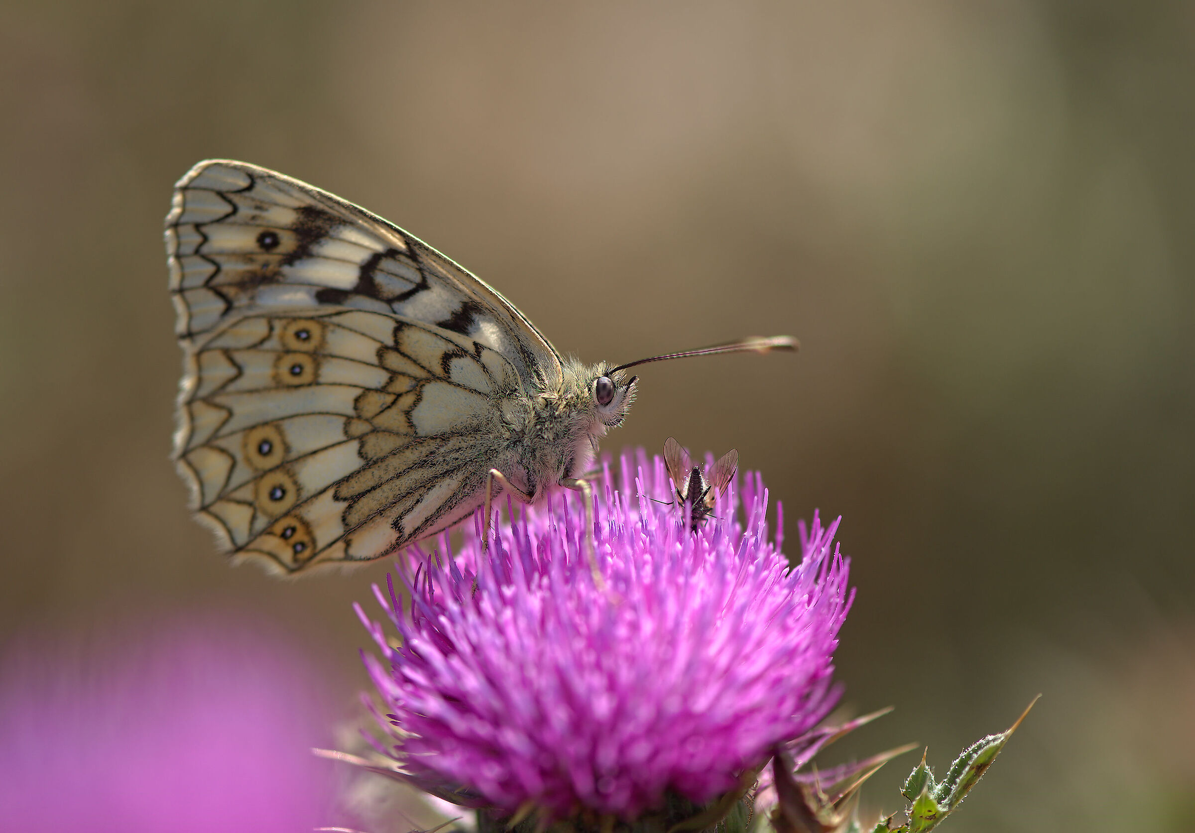Galathea melanargia